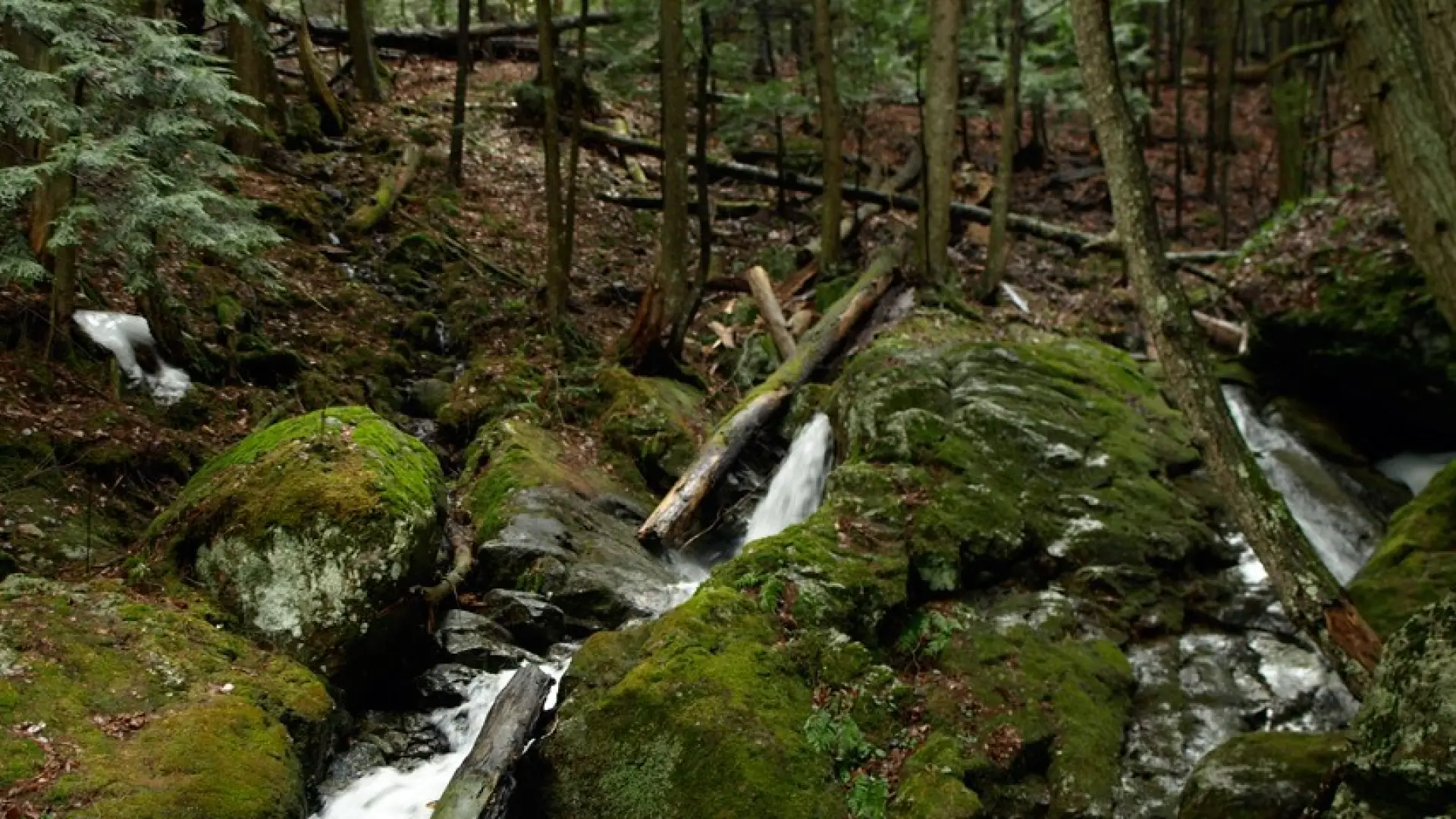 Many brook and stream views.