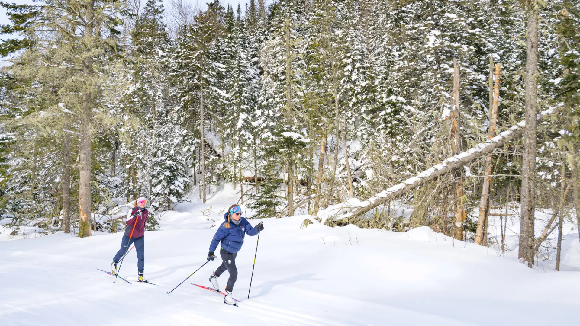 Two cross-country skiers on a snowy trail.
