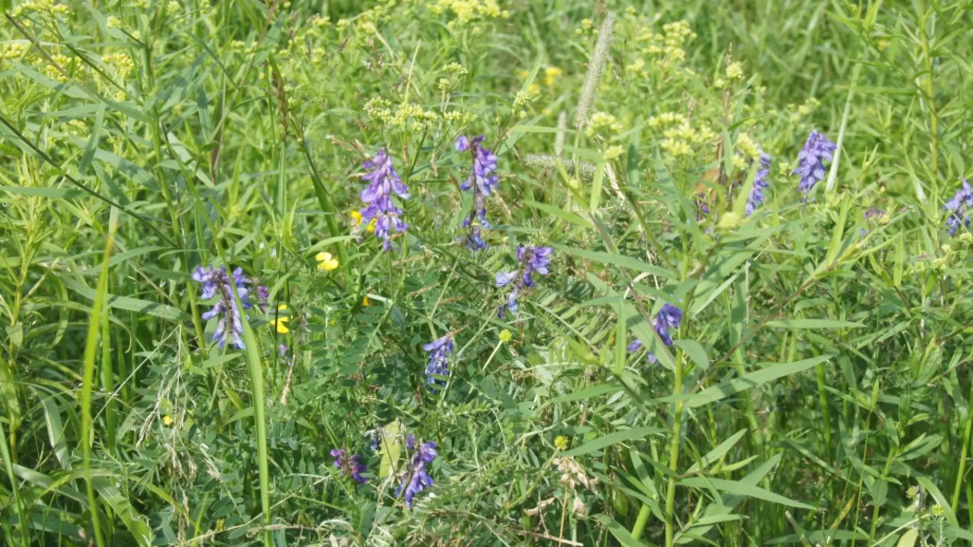 Cow Vetch