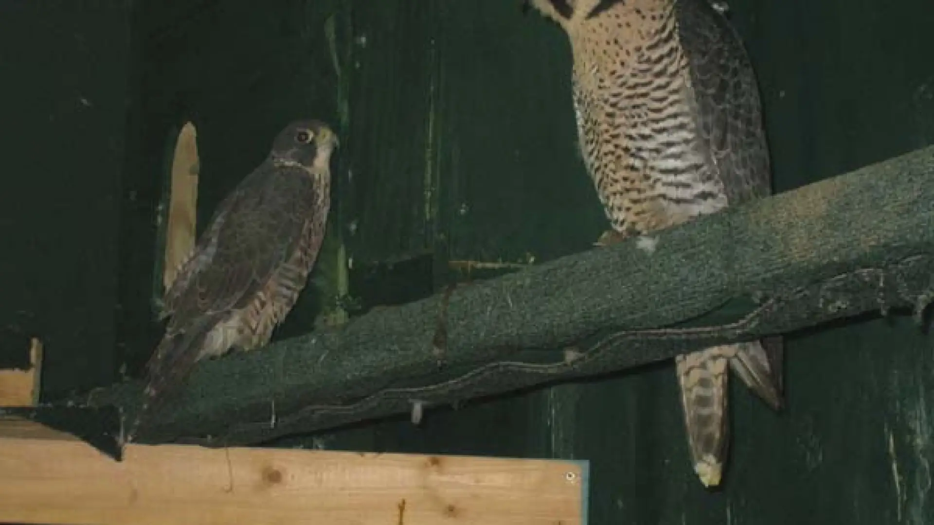 Refuge falcons