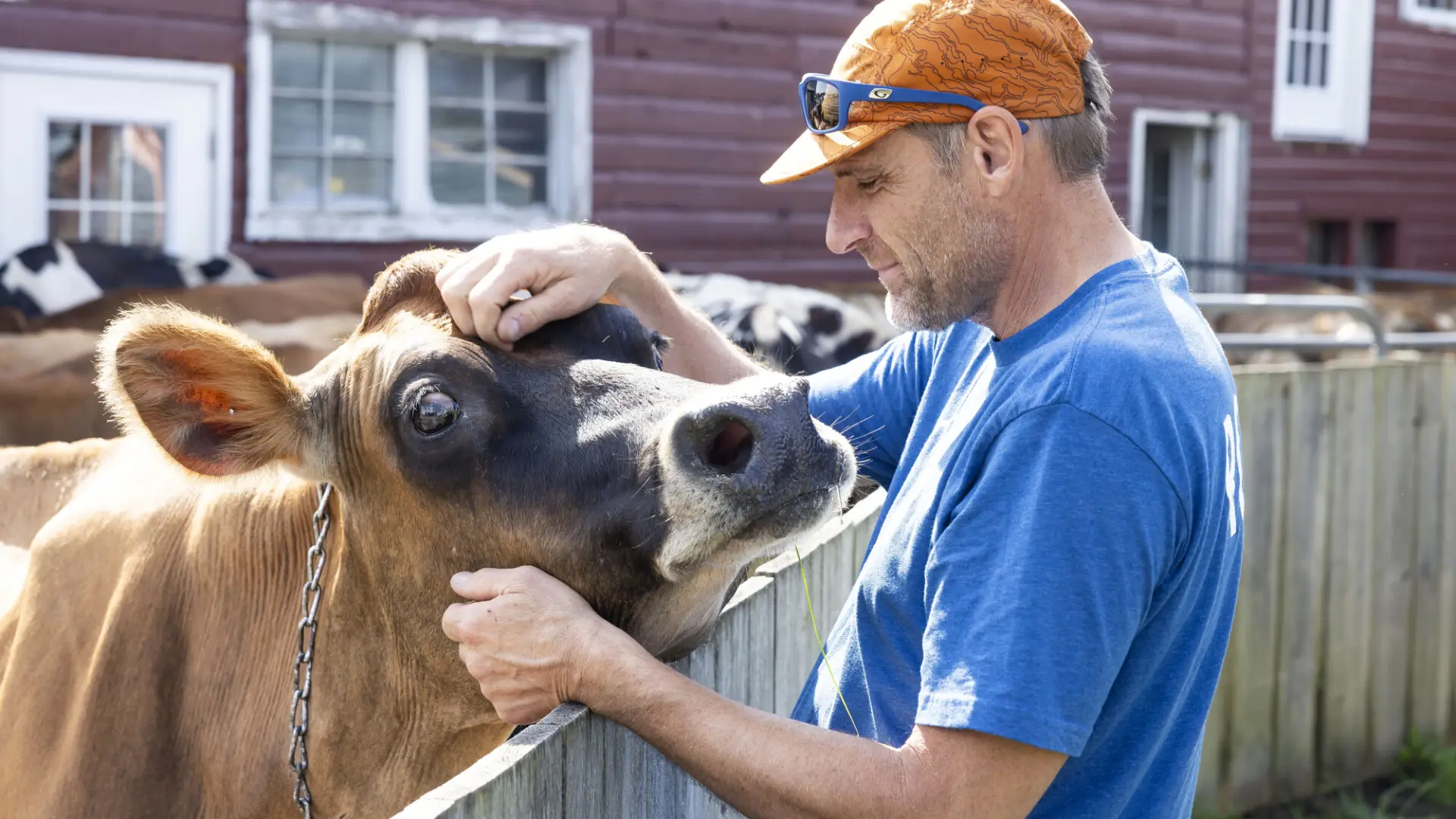 A man pets a cow at a farm.
