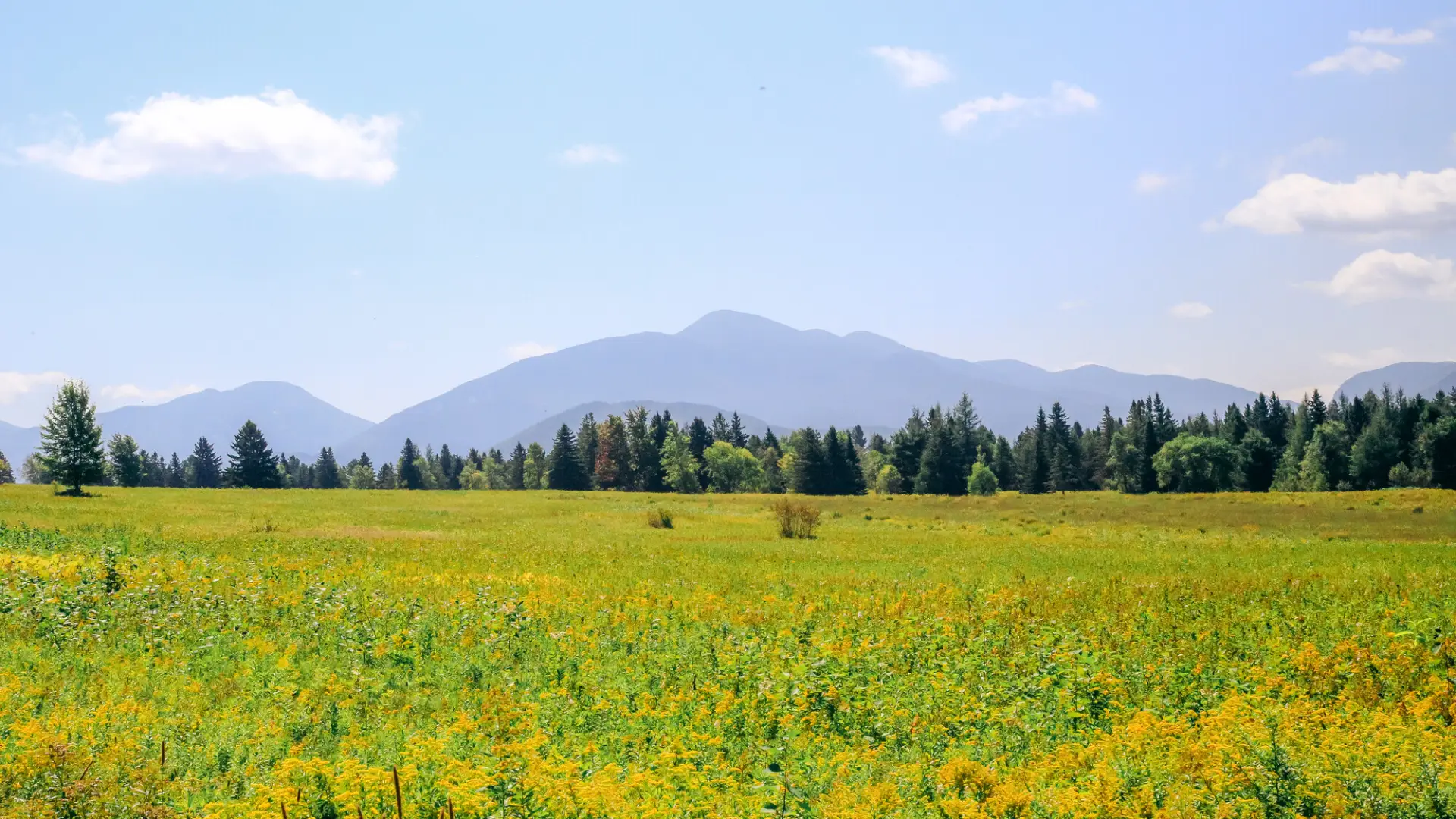 View over High Meadow Preserve with tall grasses and wildflowers in foreground and mountains in background