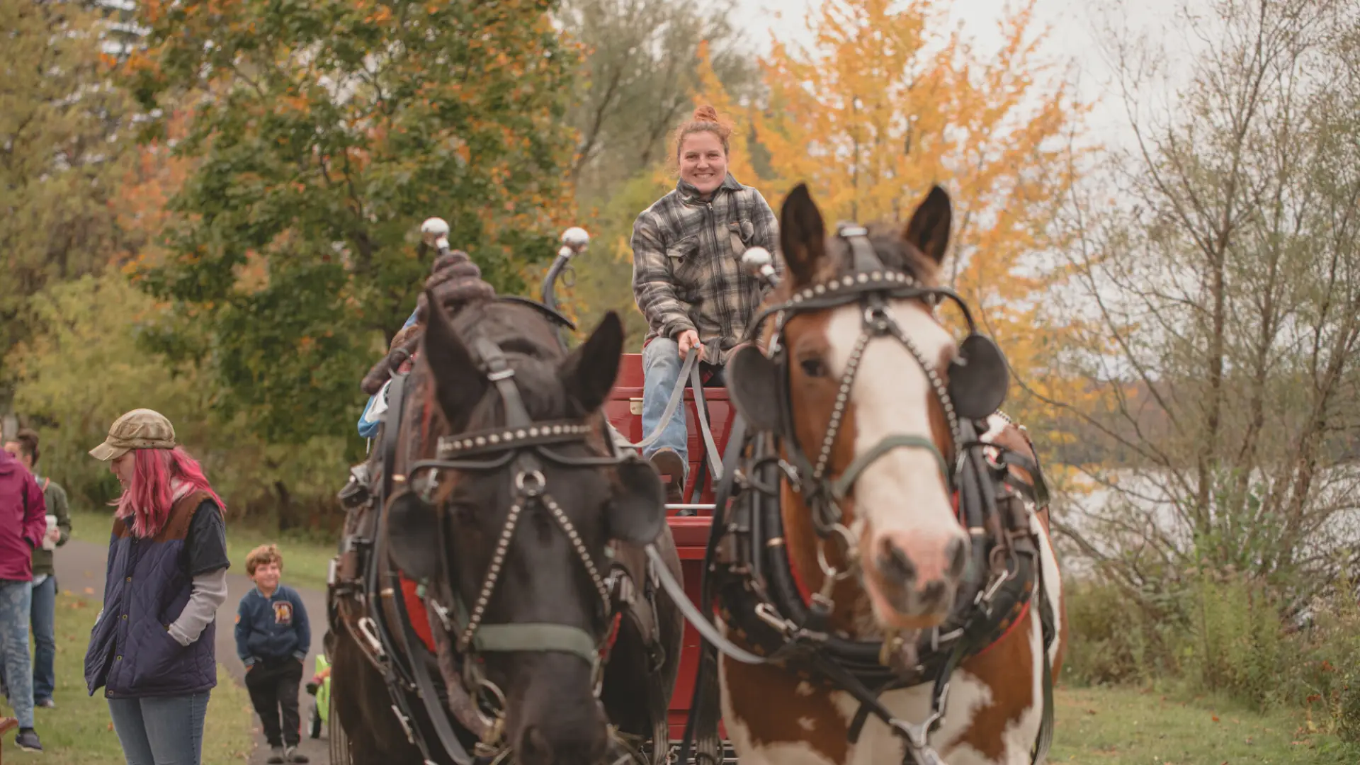 Horses pulling wagon rides