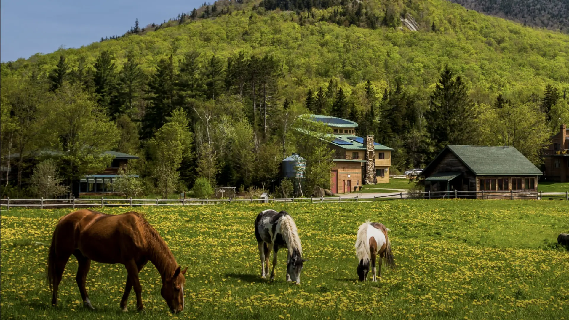 Three horses graze in a green field with a small mountain in the background.