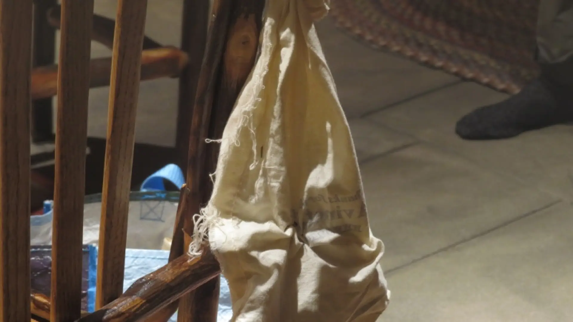 Northern Saw-whet Owl in bag