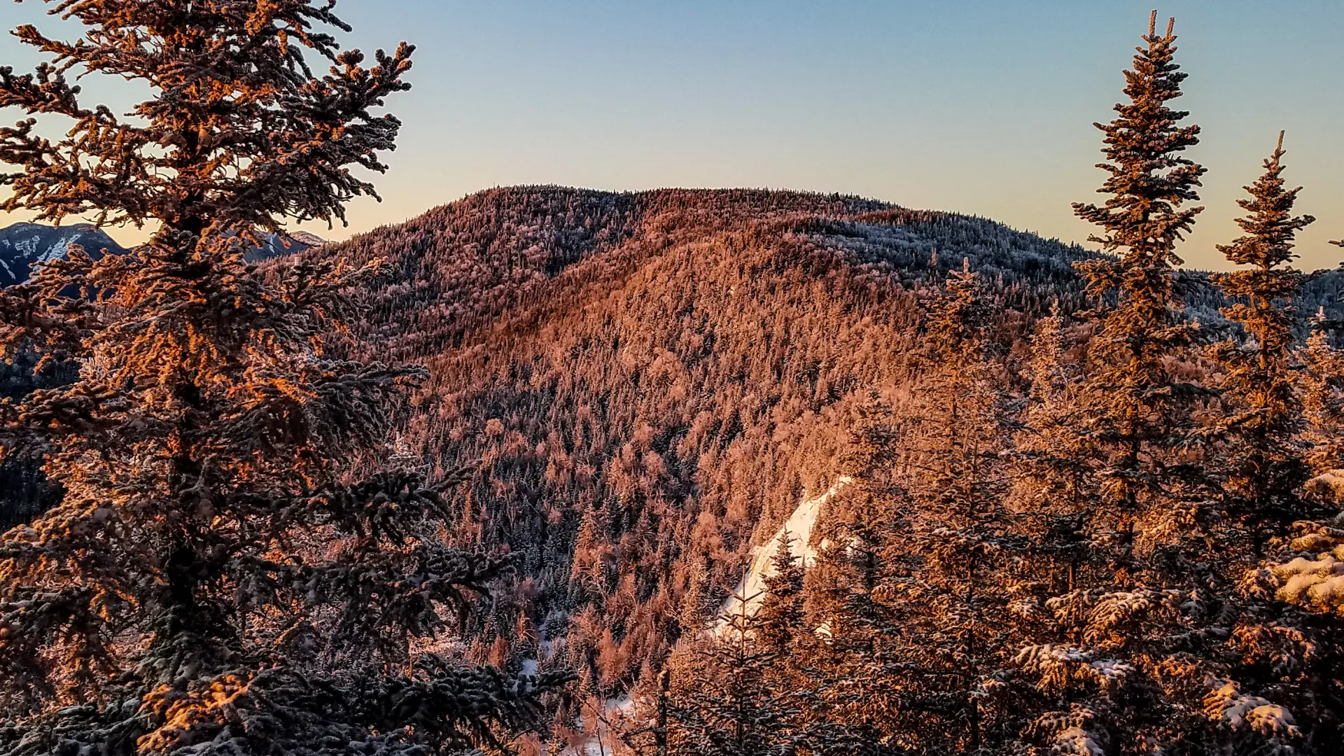 A spruce-covered mountain in the alpenglow