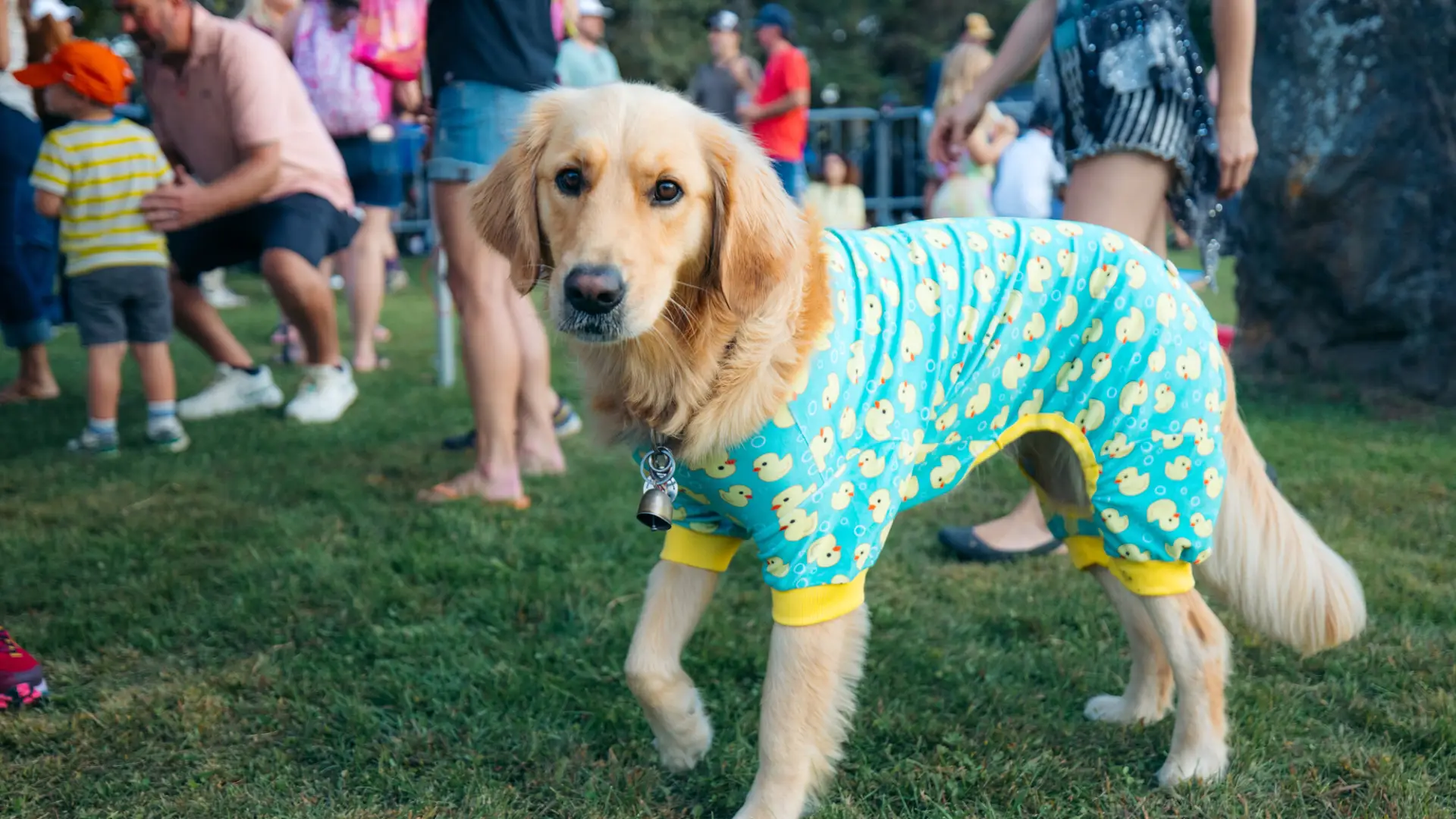 Golden retreiver wearing a teal pajama suit with yellow rubber ducks stands in grass at event with people in background 