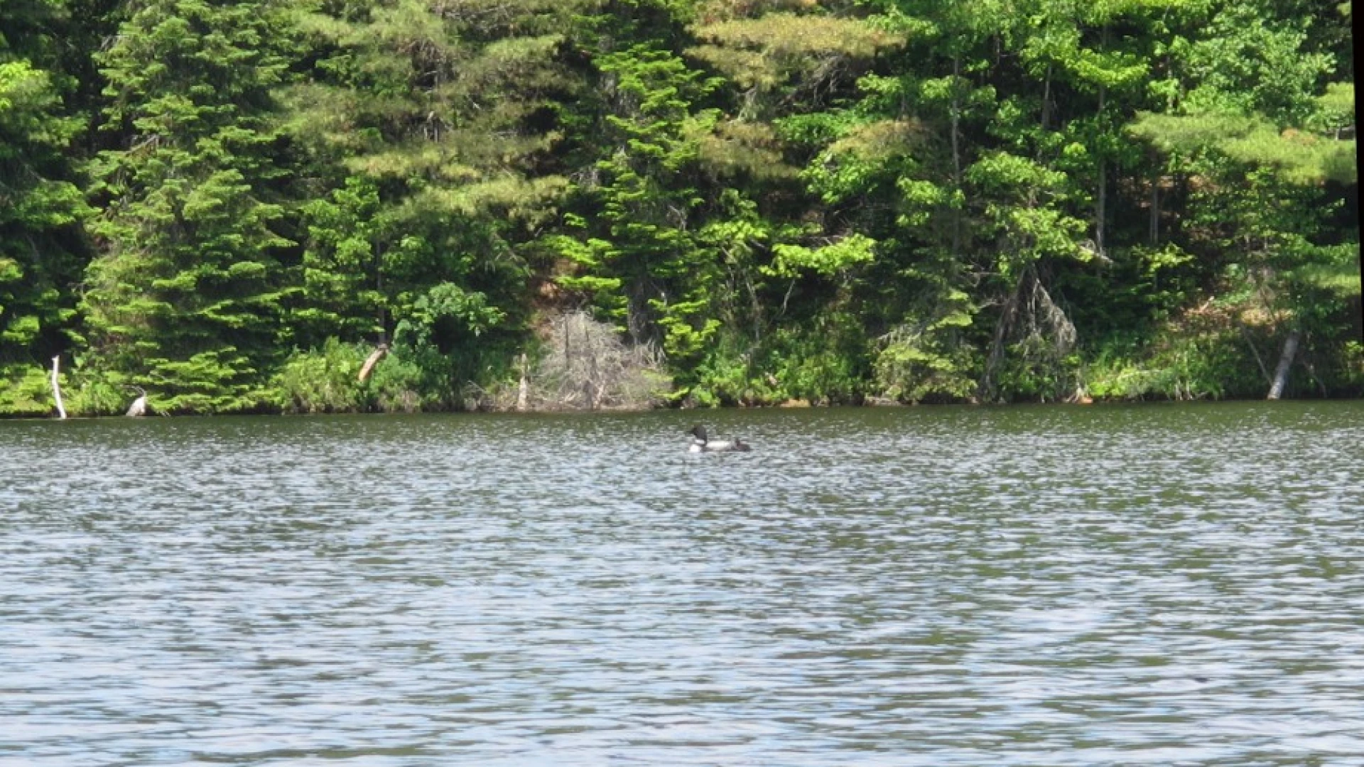 Loon and chick