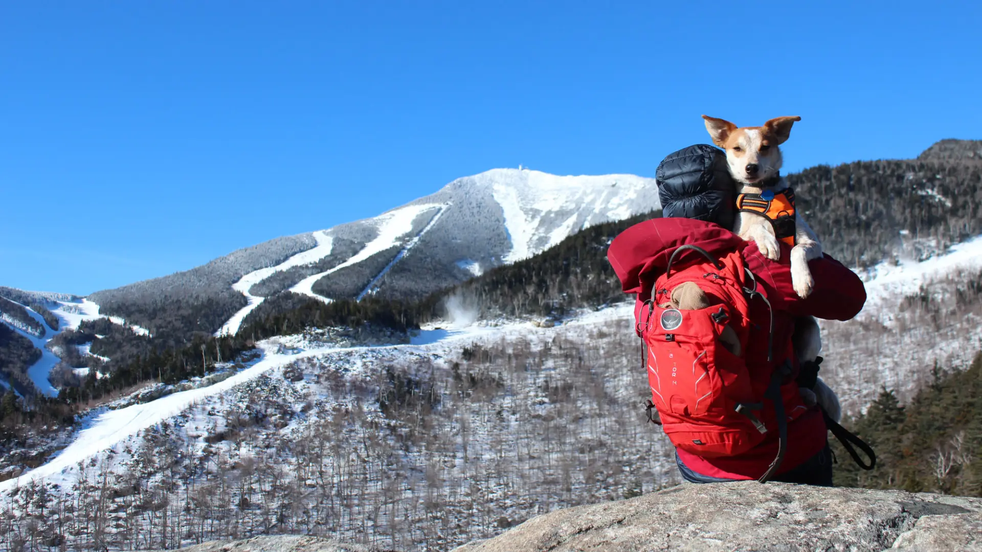 A young woman and her dog enjoy the view from the summit of Bear Den Mountain