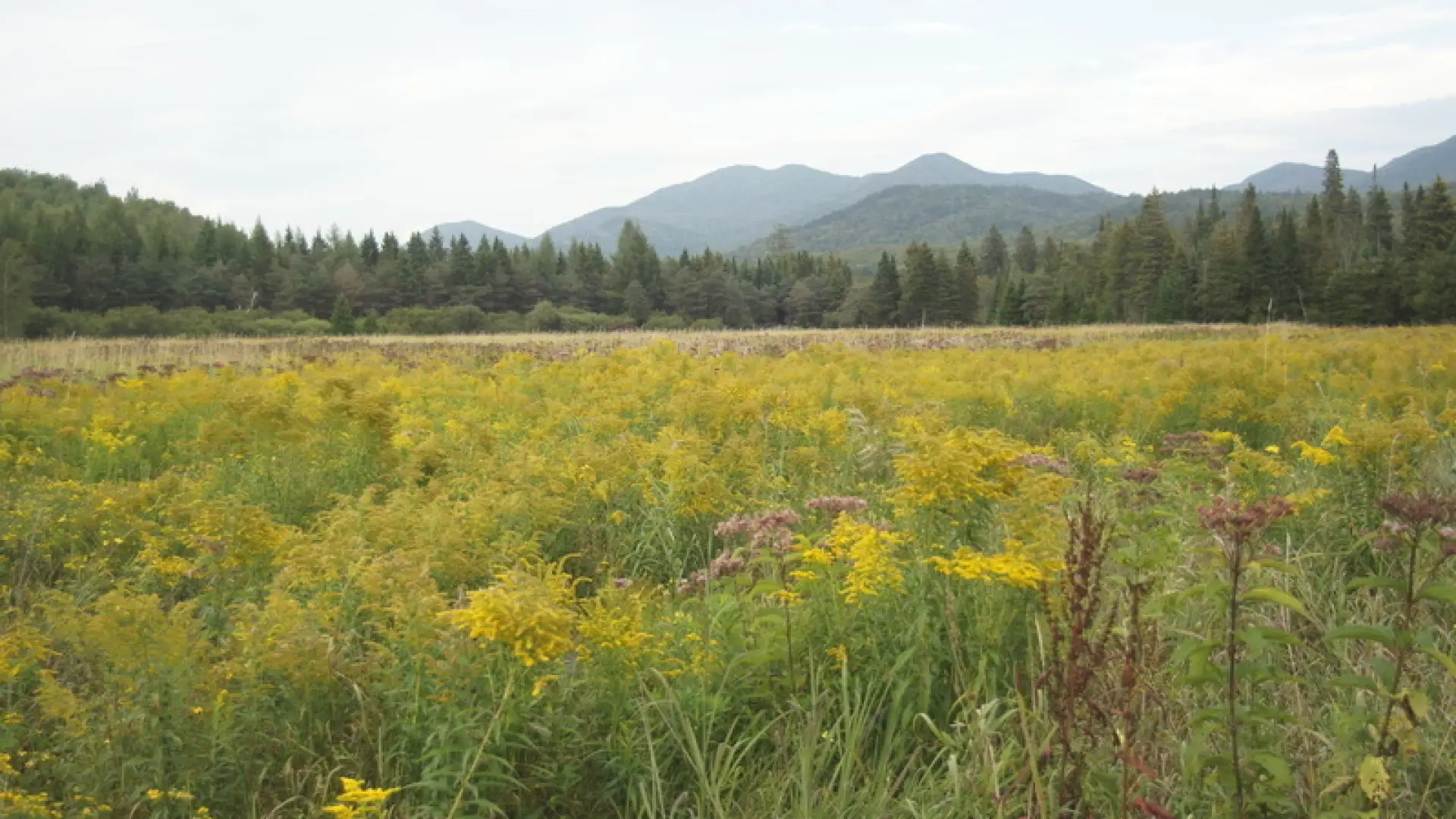 Sentinels Wildflowers