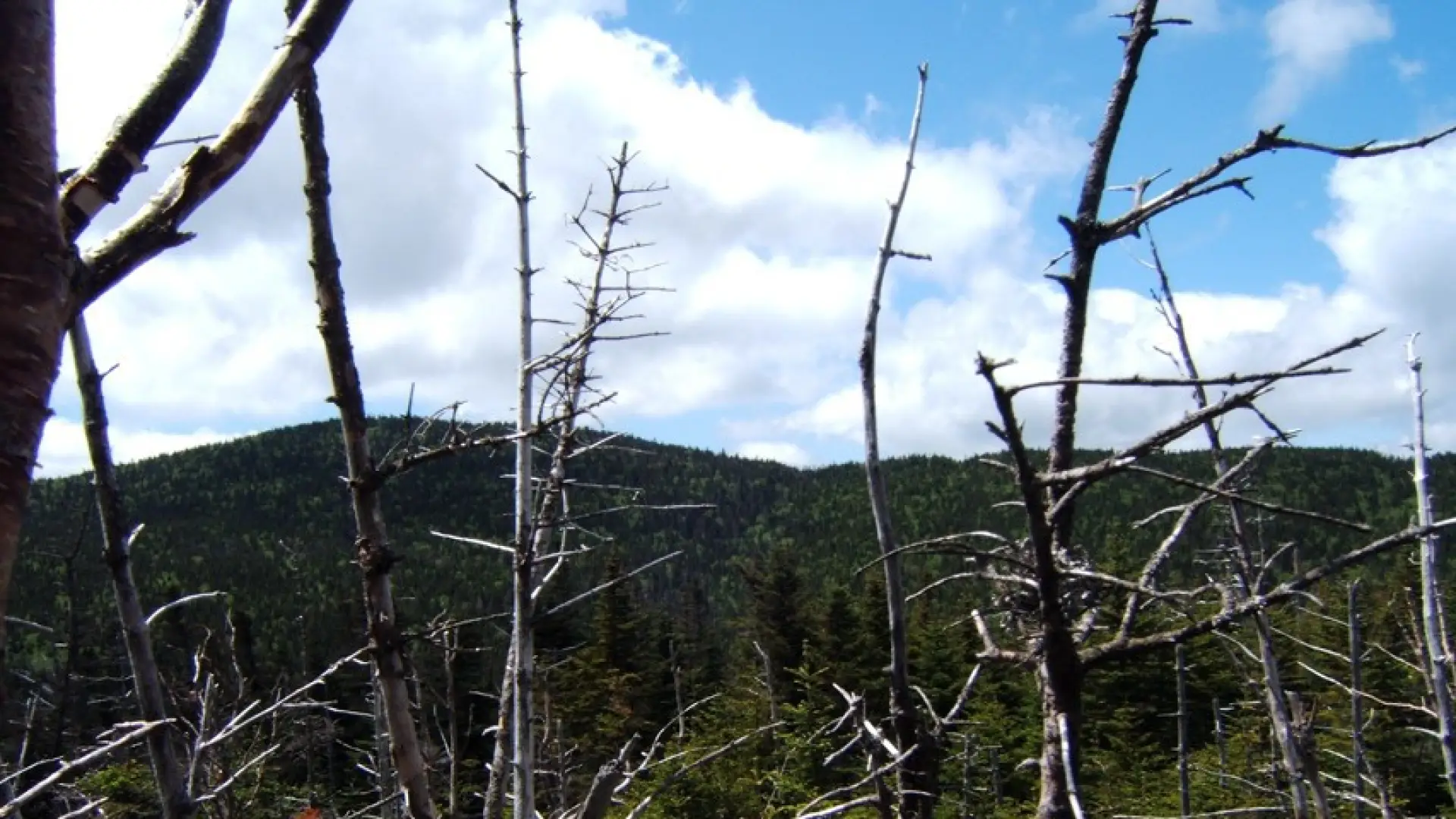 Pick your season: spring and fall offer less obstructed views with leafless trees at the summit.