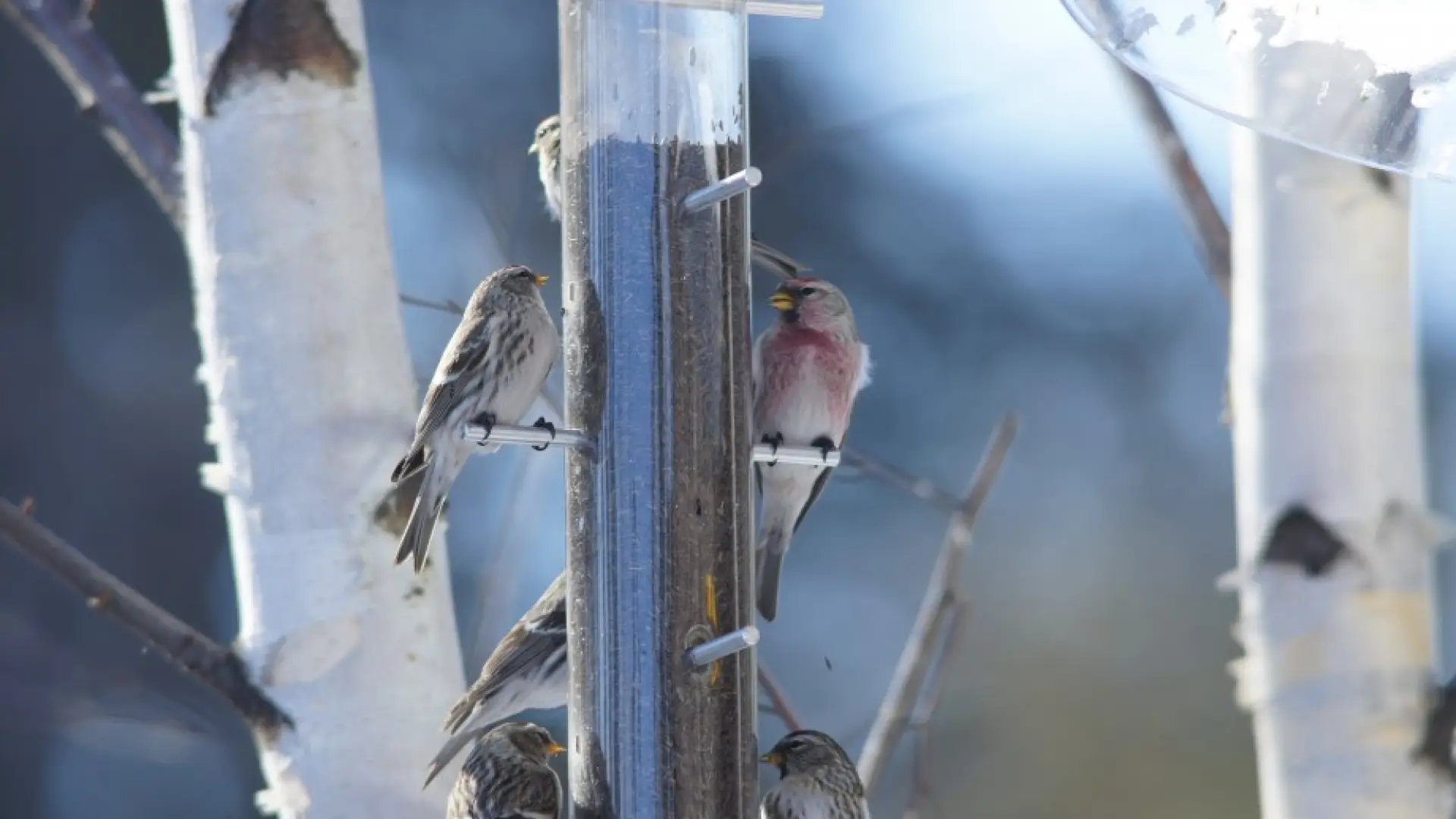 redpolls feeder