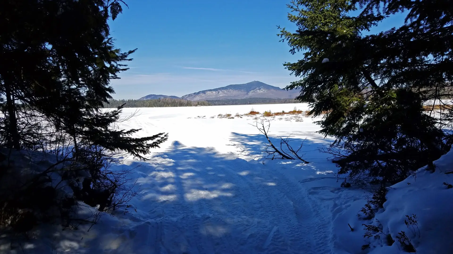The view of a pond through some snowy trees