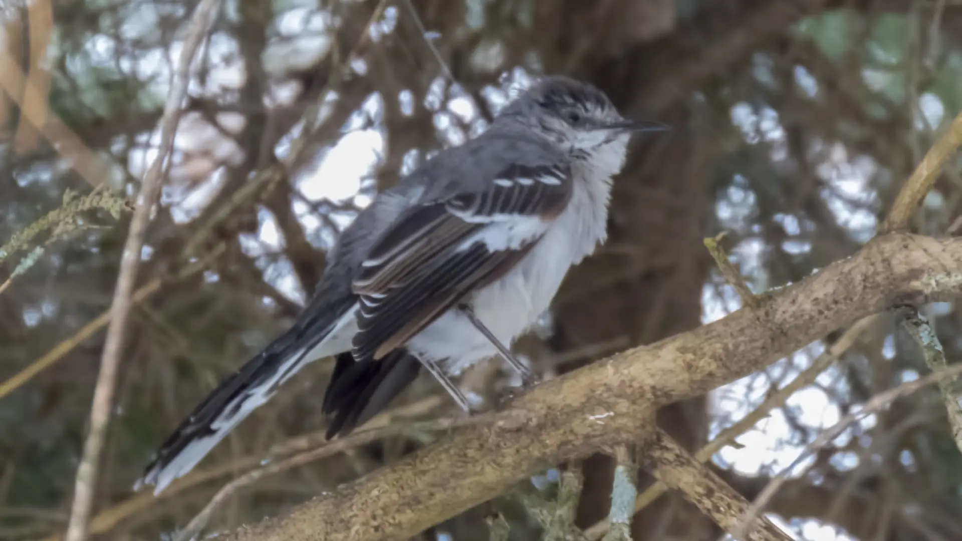 Northern Mockingbird by Larry Master