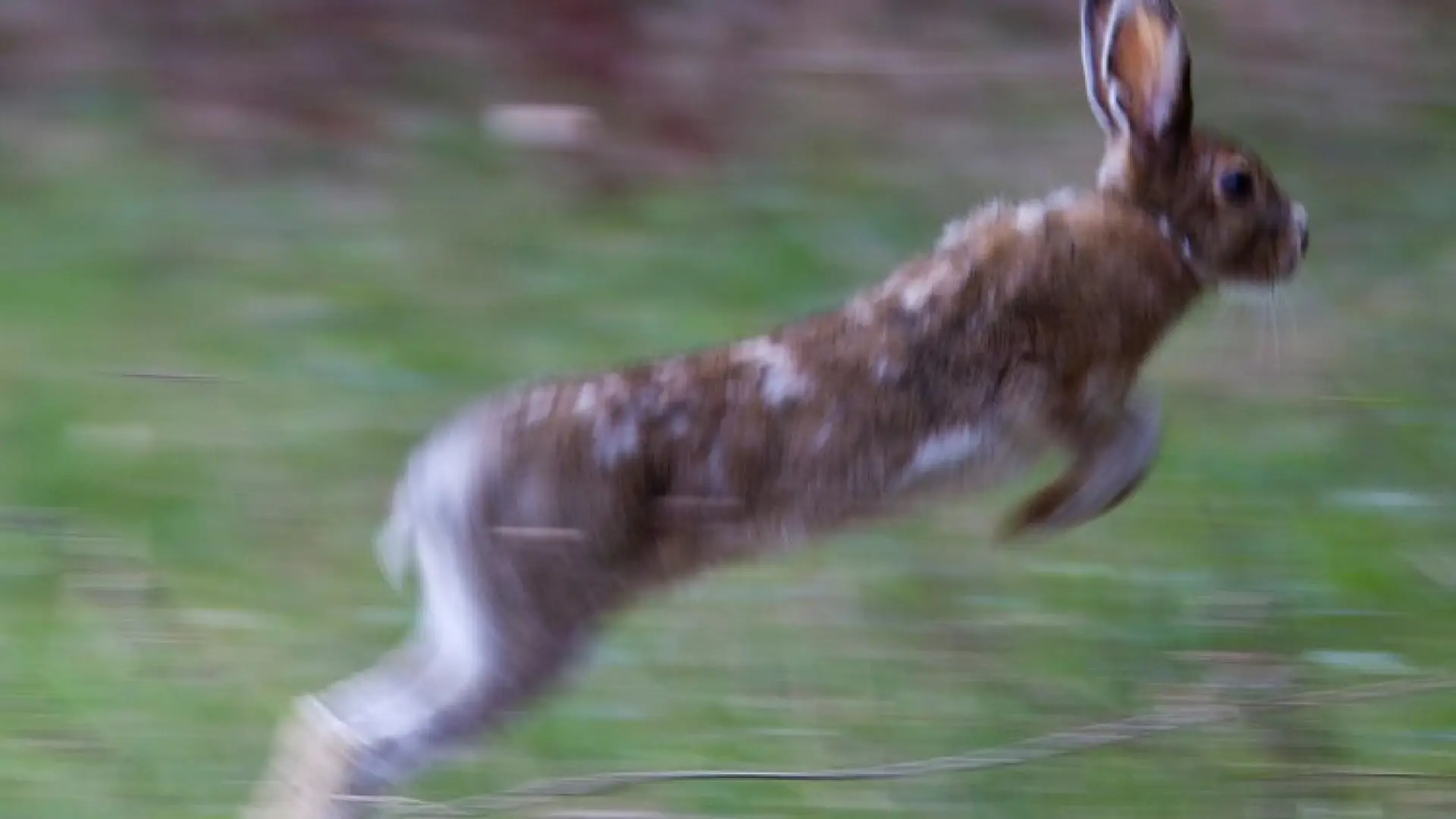 snowshoe hare in transition