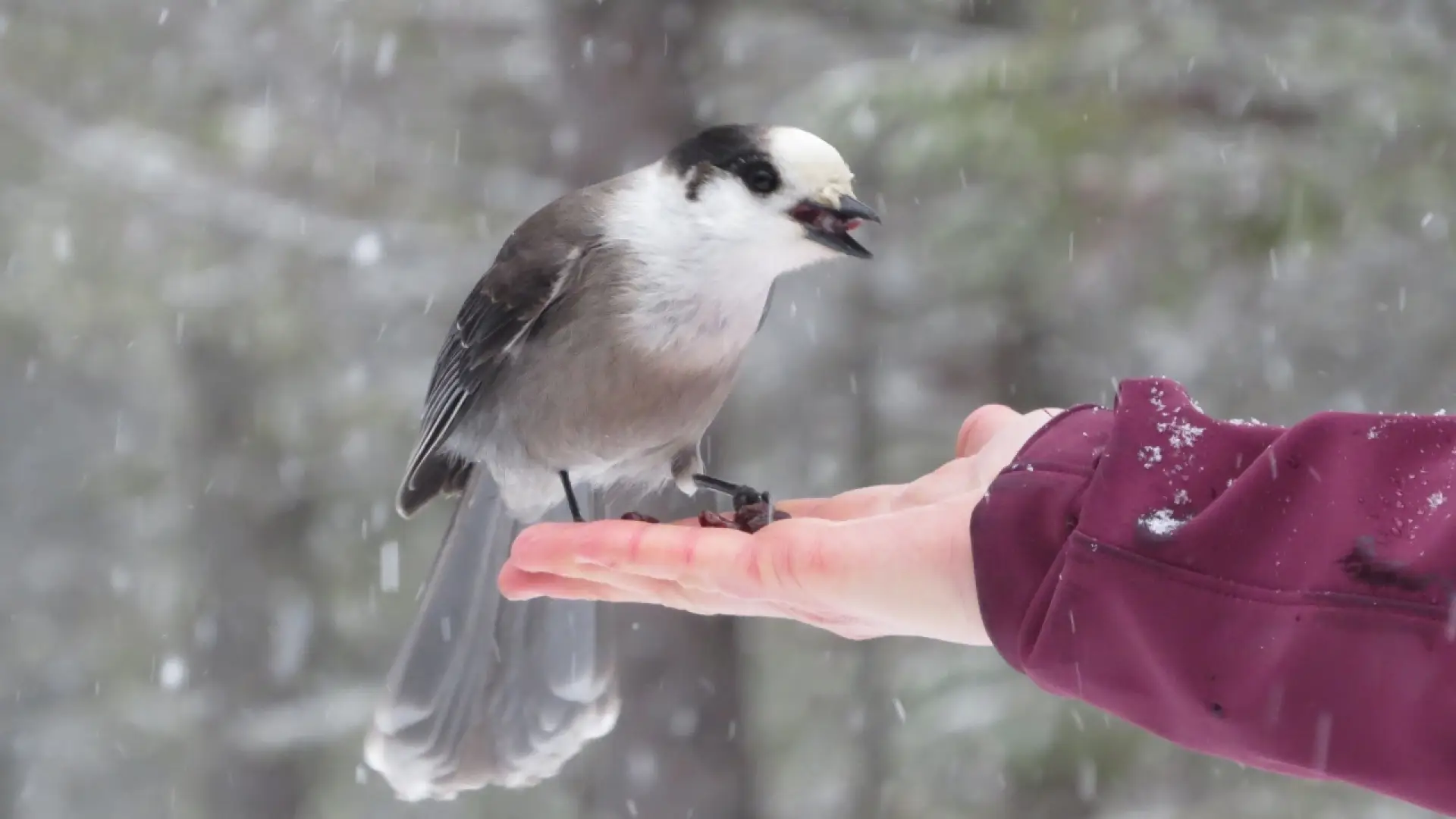 Gray Jay coming to Sarah's hand for raisins!