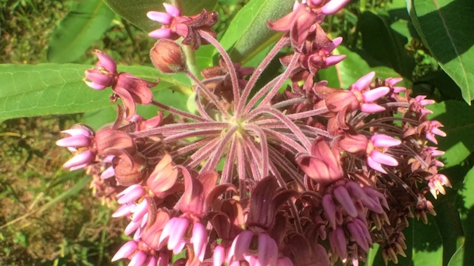 Swamp milkweed is one of the showiest of our wildflowers.