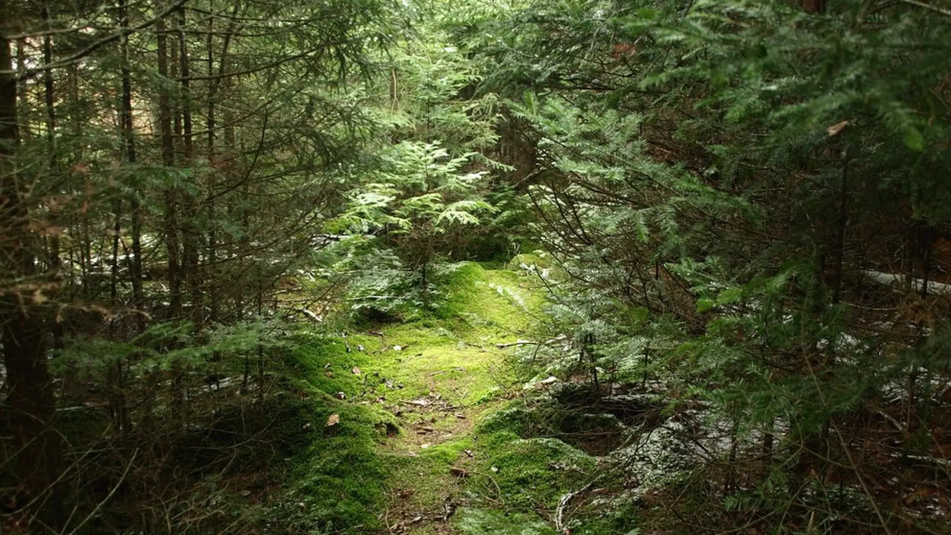 The path is pretty and easy hiking.