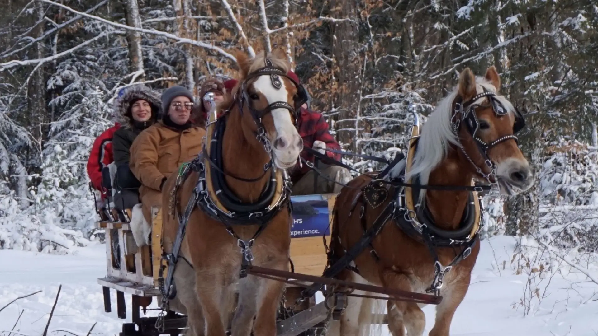 Horse drawn sleigh in the snow