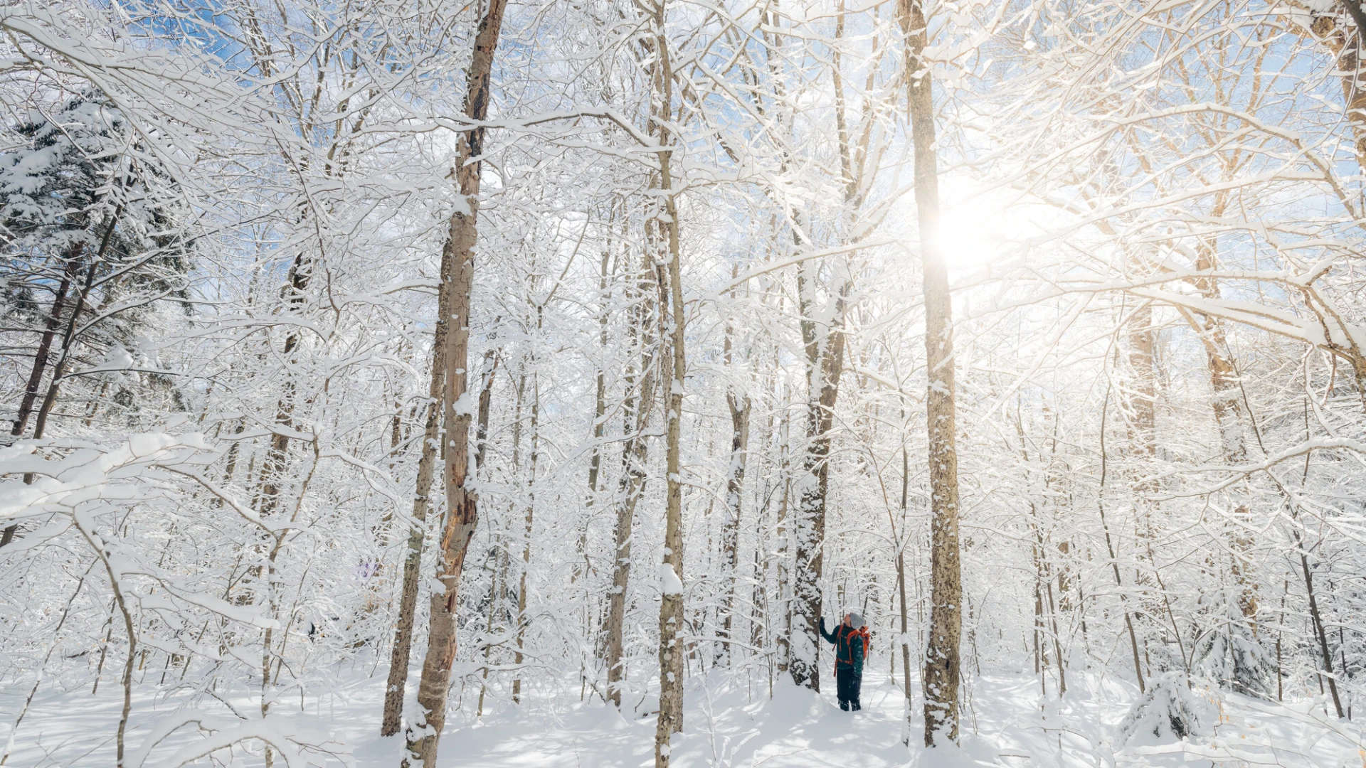 A snowy winter forest.
