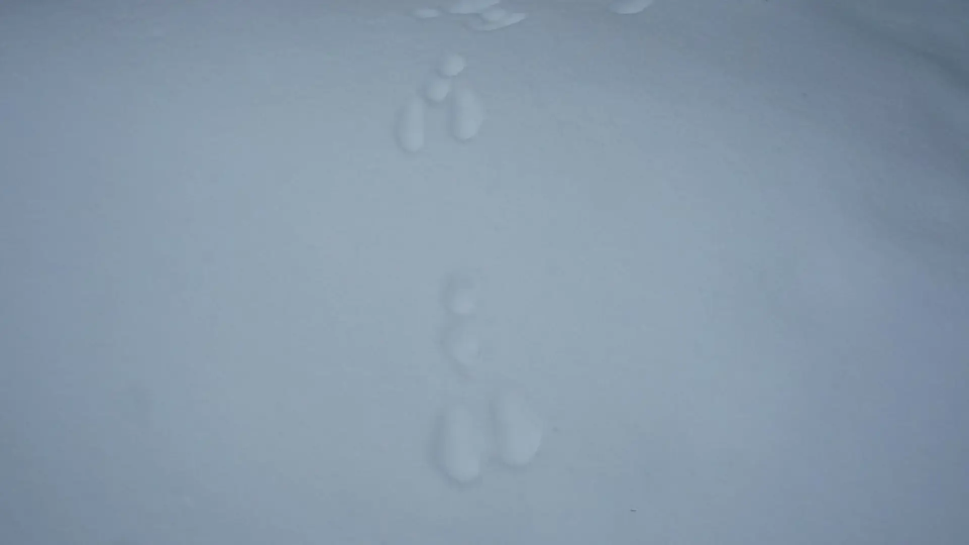 snowshoe hare tracks
