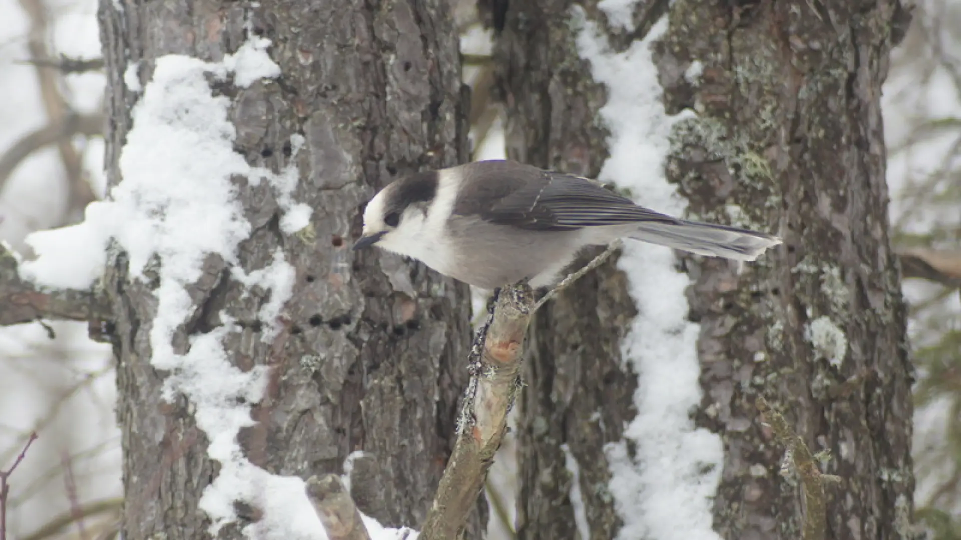 Gray Jay - tree