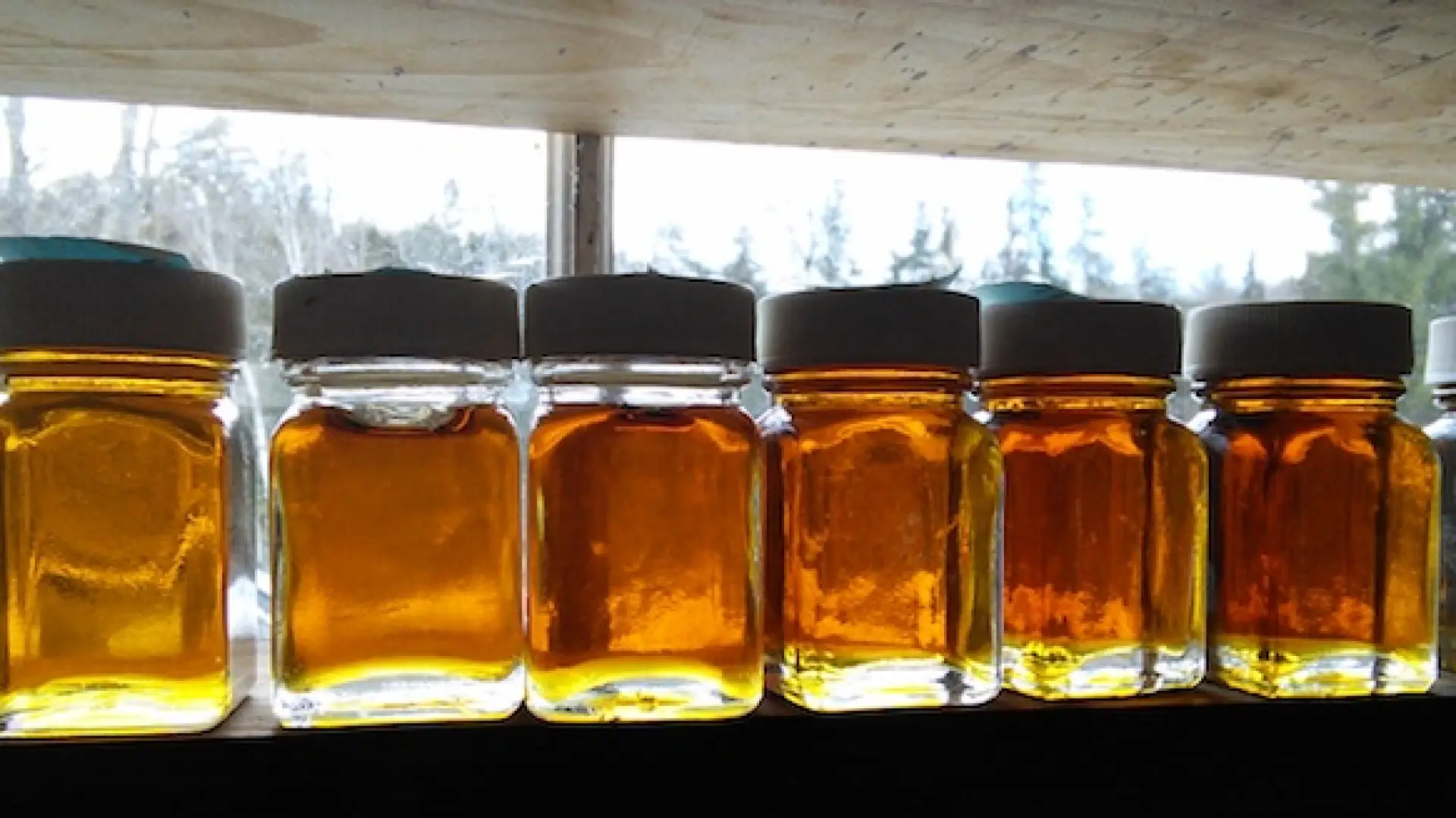 Learn the different densities, and flavors, of the maple syrup grades.