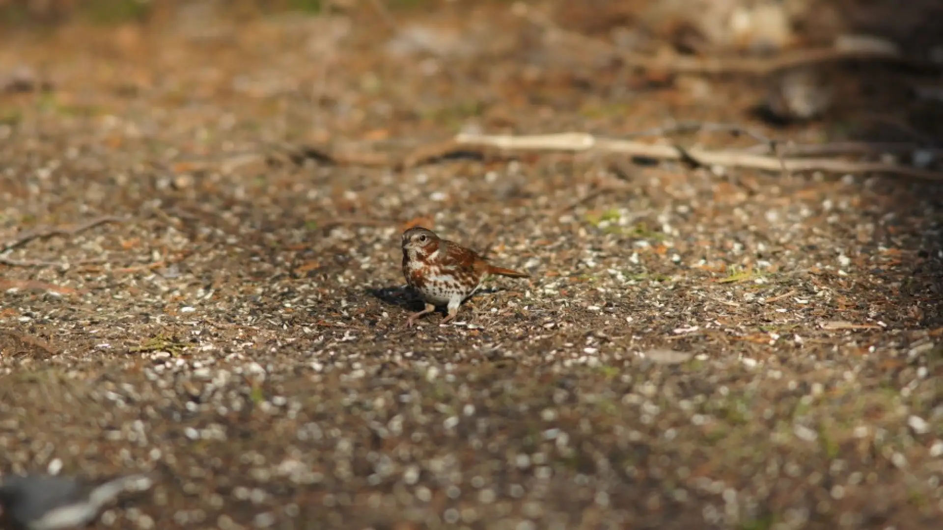Fox Sparrow