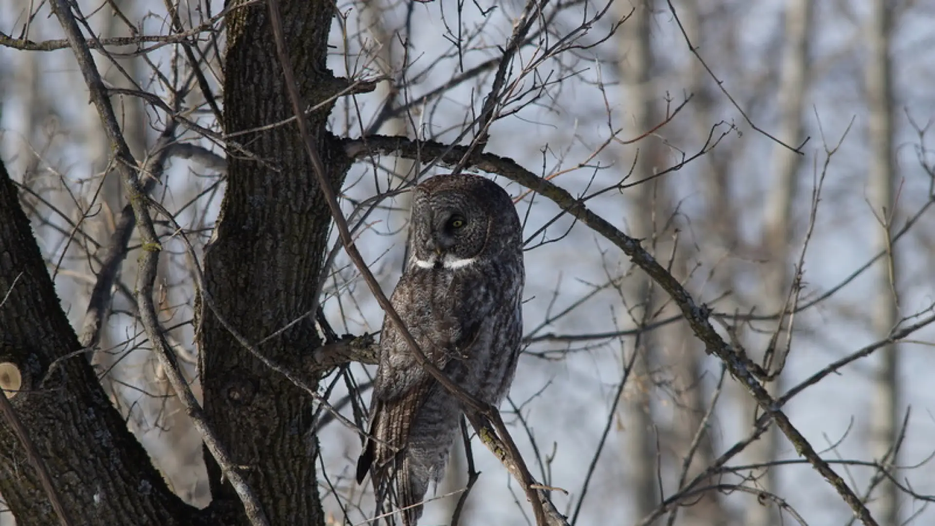 Great Gray Owls can be remarkably unafraid of people, landing close to them as they hunt.