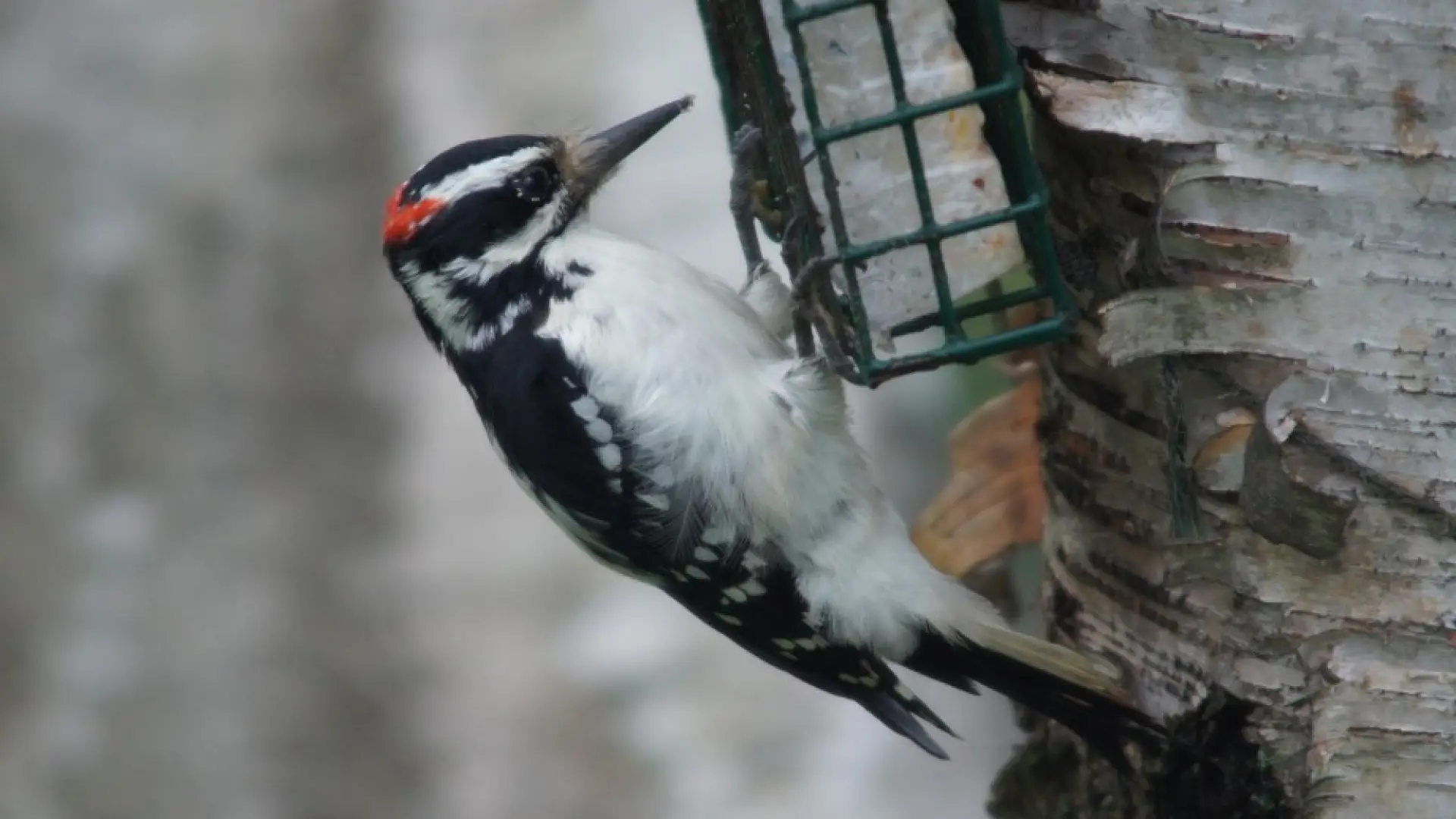 Hairy Woodpecker