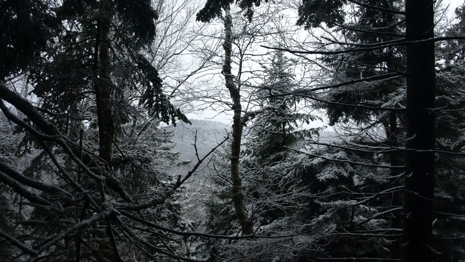The small view