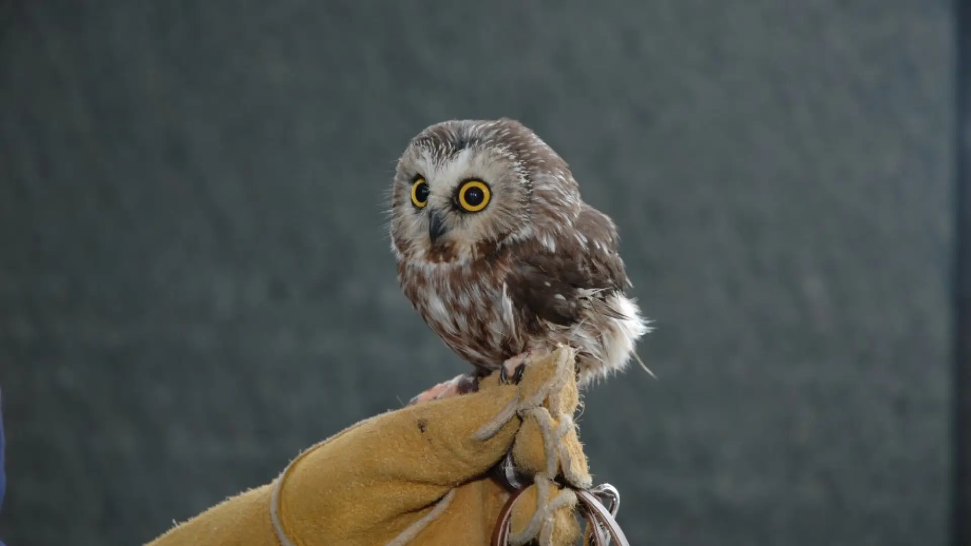 A captive, injured saw-whet owl used as an education bird, shows how small saw-whets can be. Photo courtesy of Steph Hample.