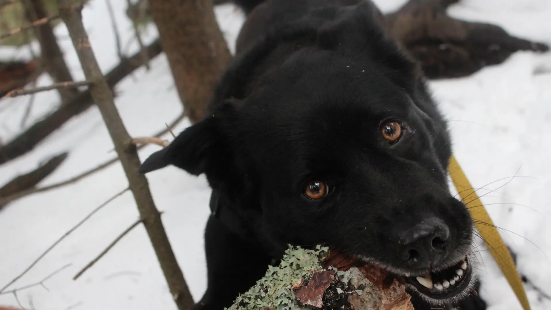 Even man's best friend loves Mount Jo.