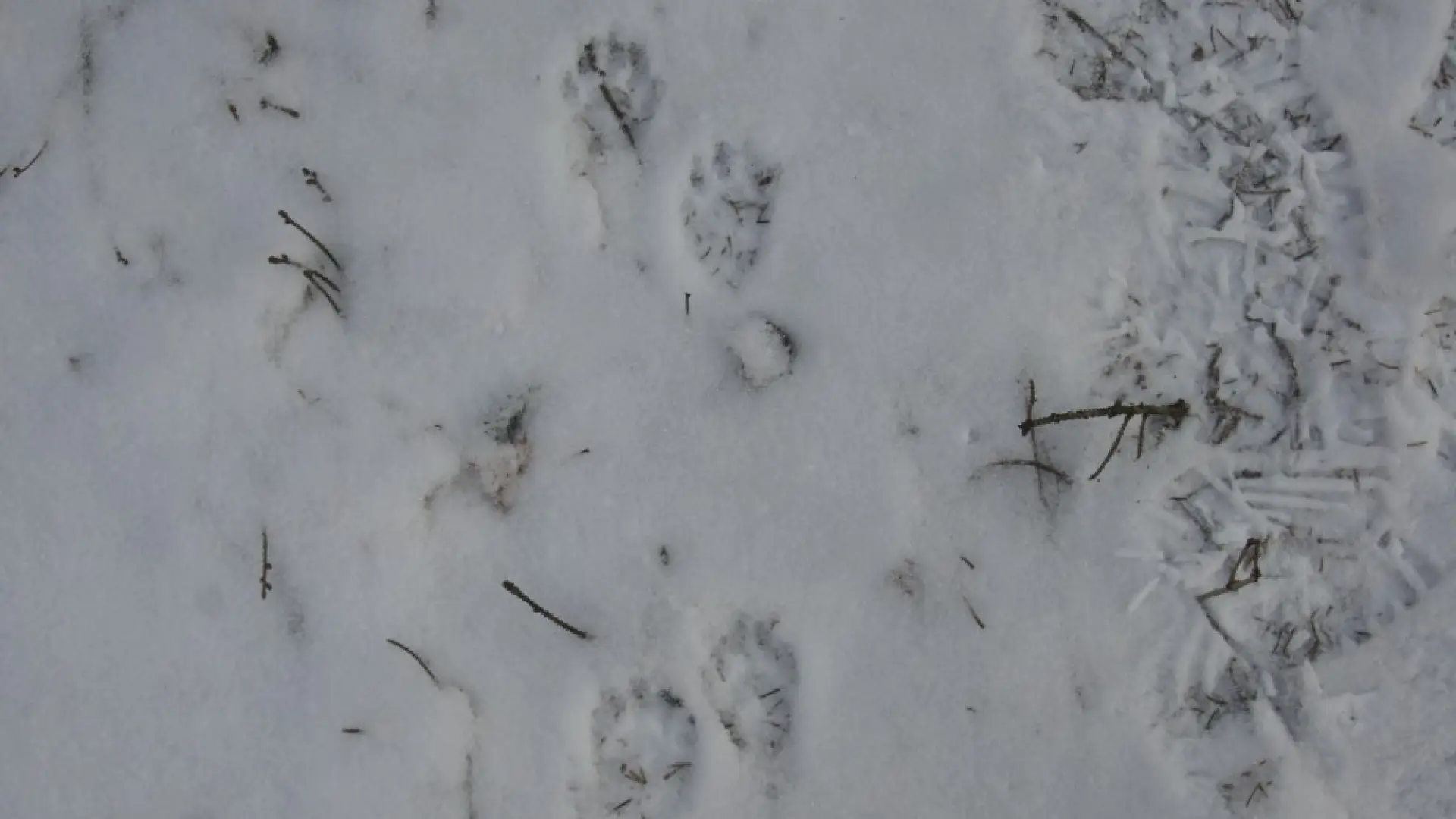 Fisher tracks - Quebec