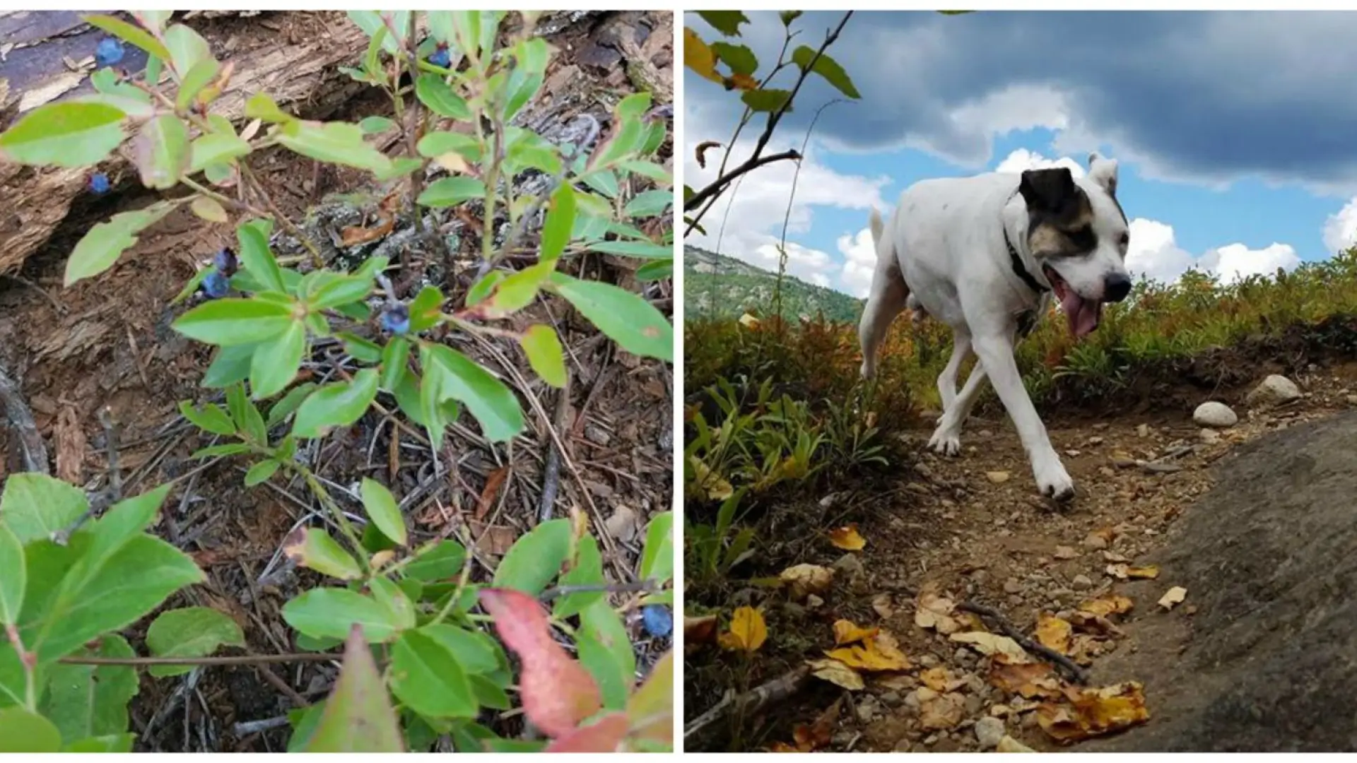 Even the pup, Sam, finds and enjoys the wild blueberries!