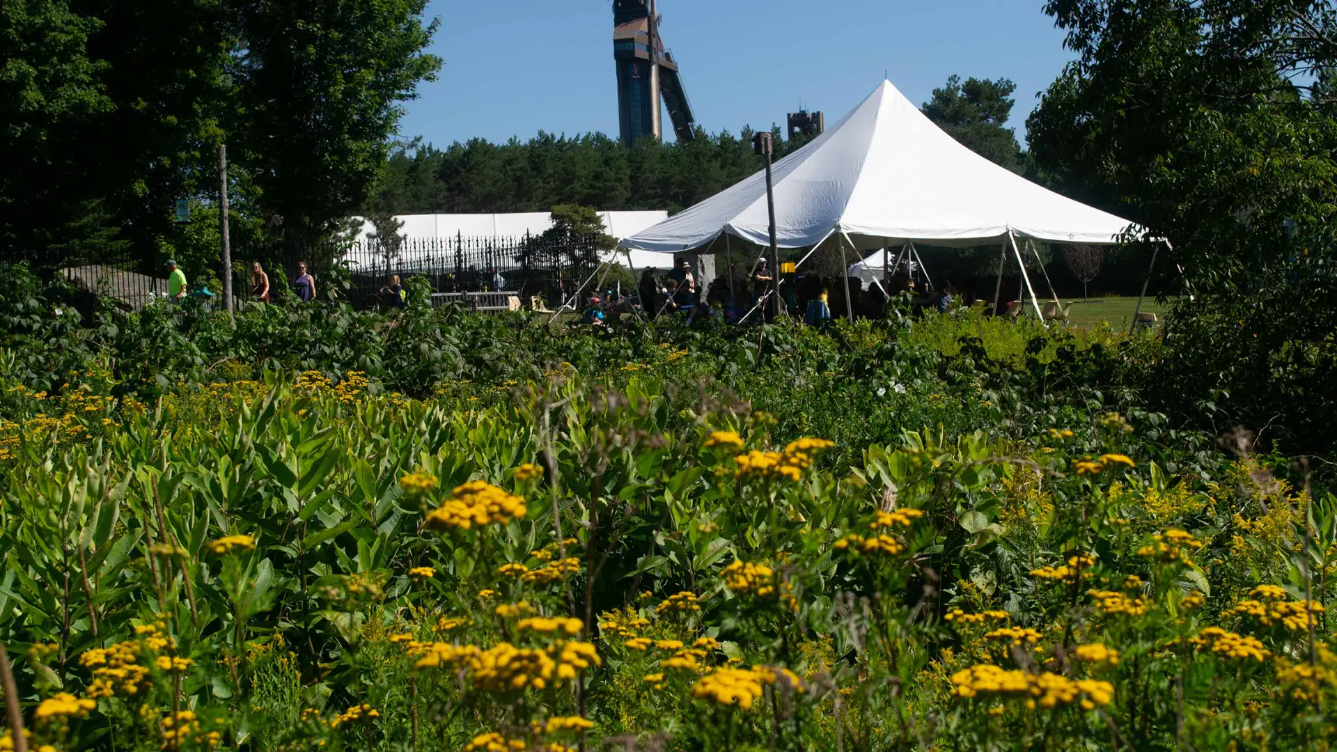 A wild flower field.
