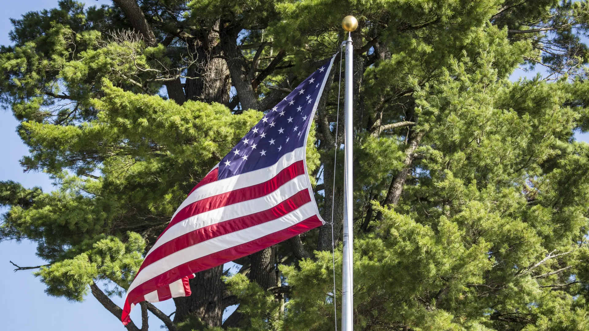 Flag on flag pole waving against background of tree