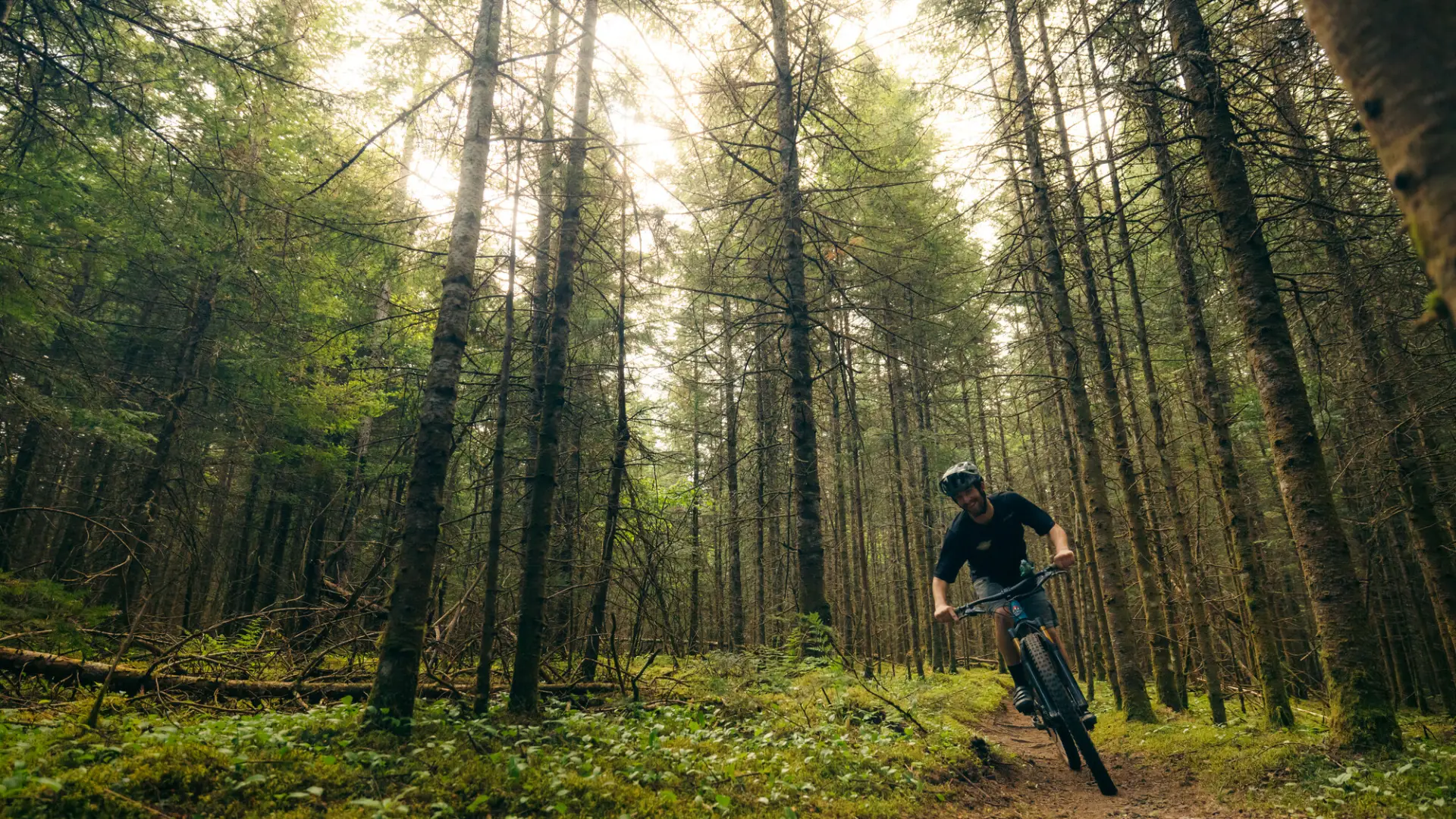 A mountain biker rides through a forest of tall, thin pine trees.