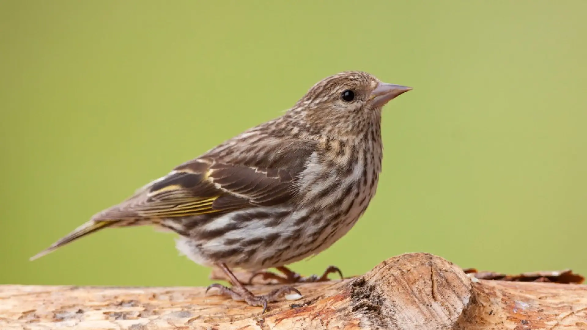 Pine Siskin by Larry Master