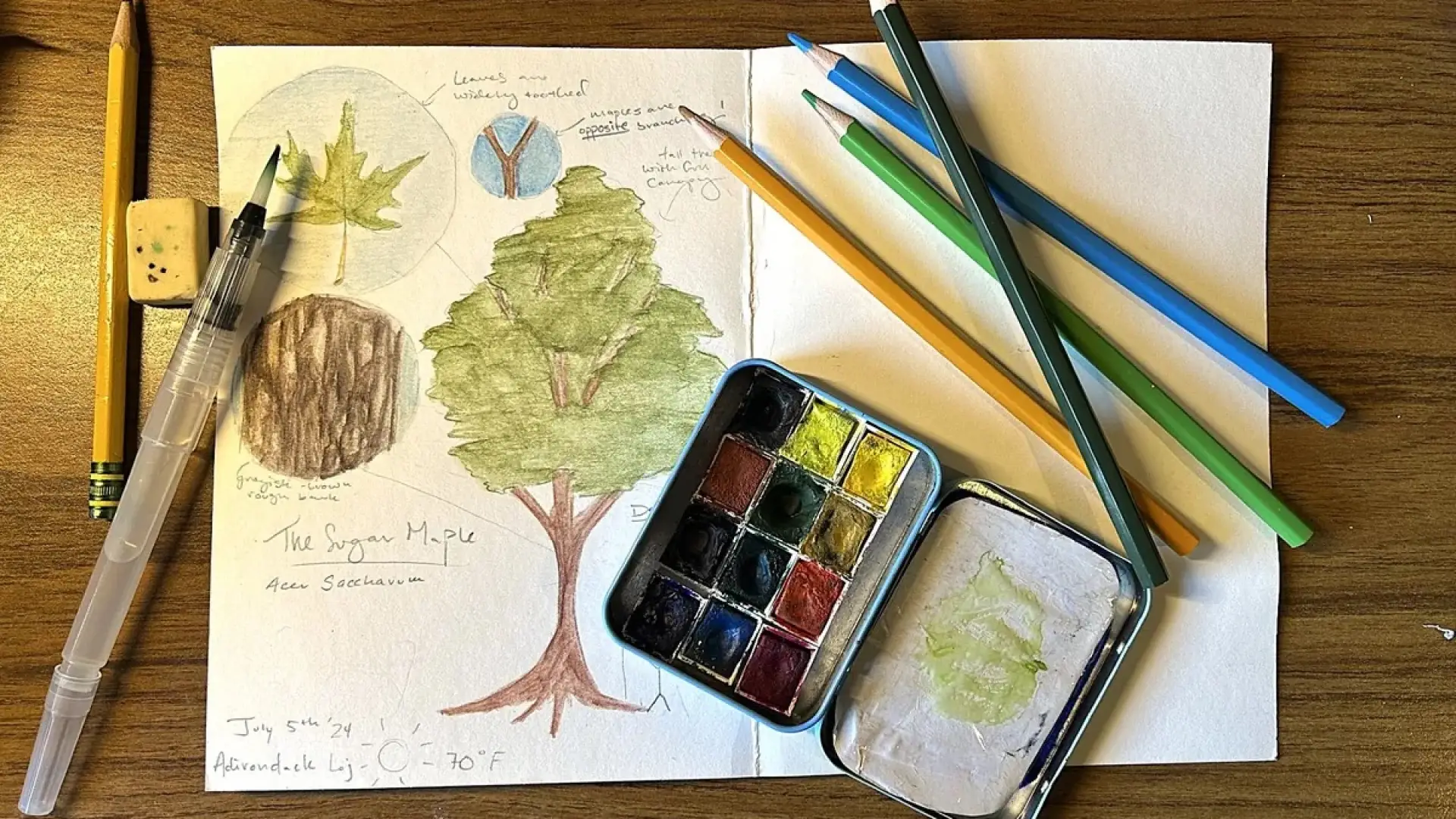 Sketchbook open to a page with drawings of a sugar maple tree, leaves, and tree bark; colored pencils, watercolor paints, and brushes are arranged around the sketchbook.