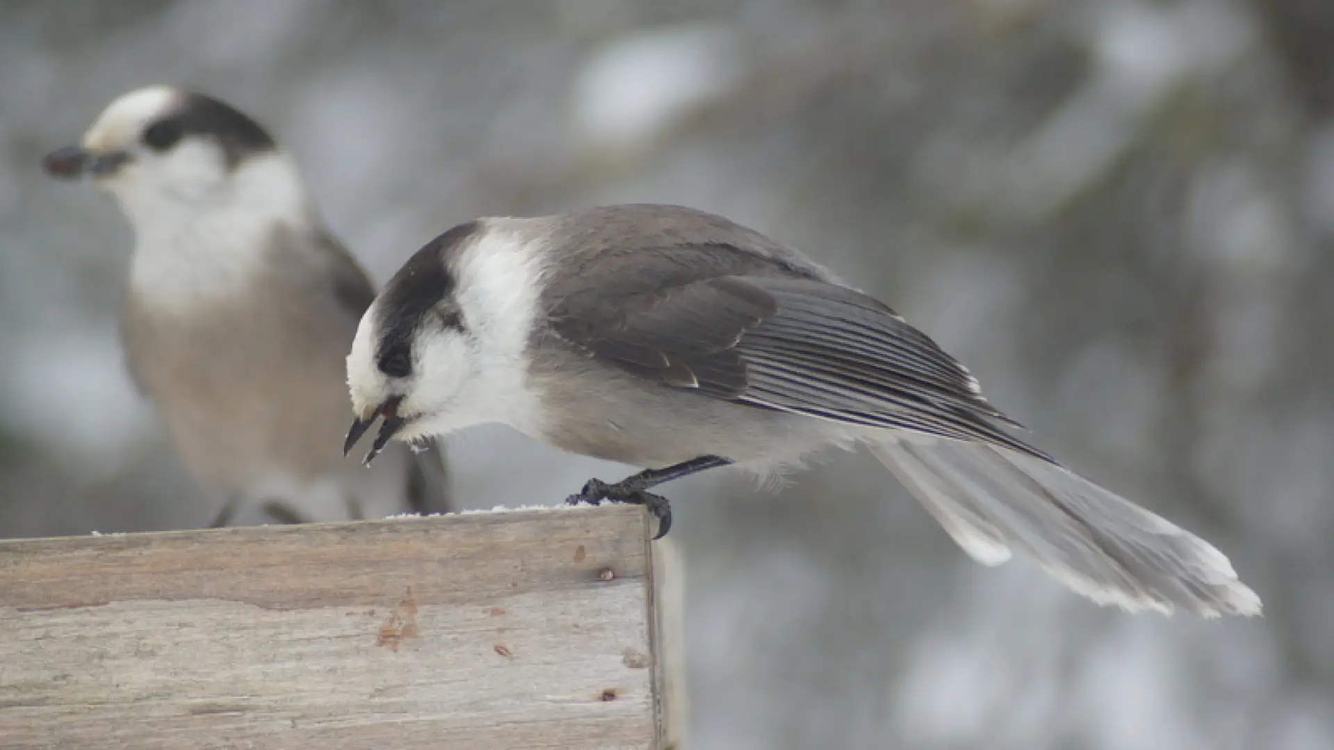 Gray Jays - feeder