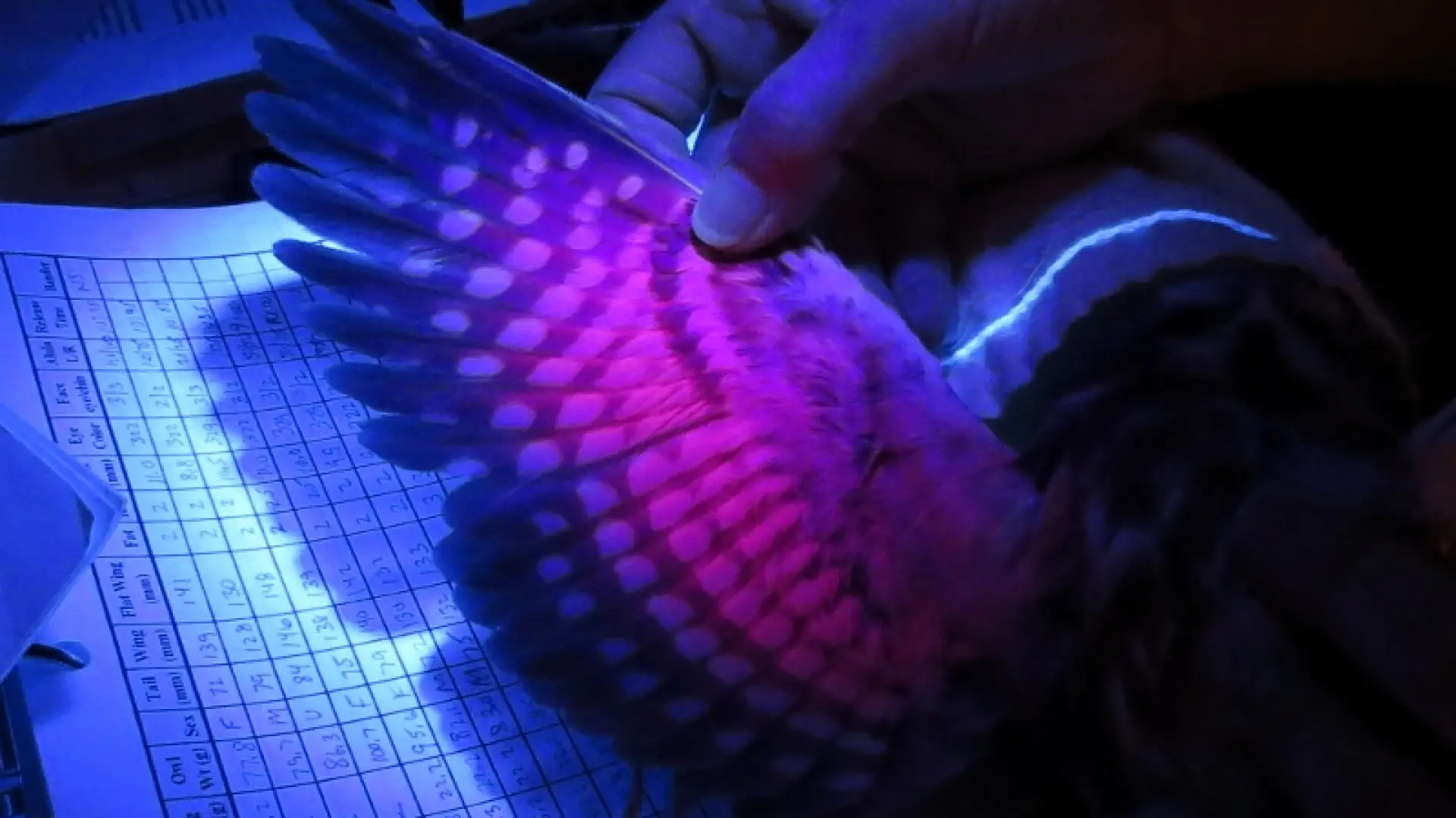 UV light to help determine age of Northern Saw-whet Owl