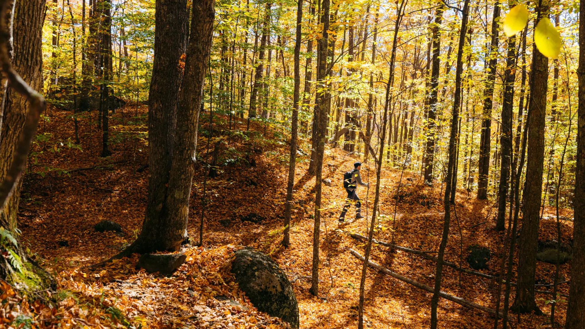 A hiker in golden-lit forest