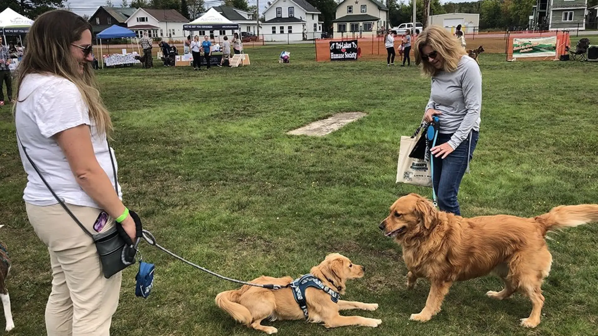 Two dogs and their owners meet up at Bark in the Park
