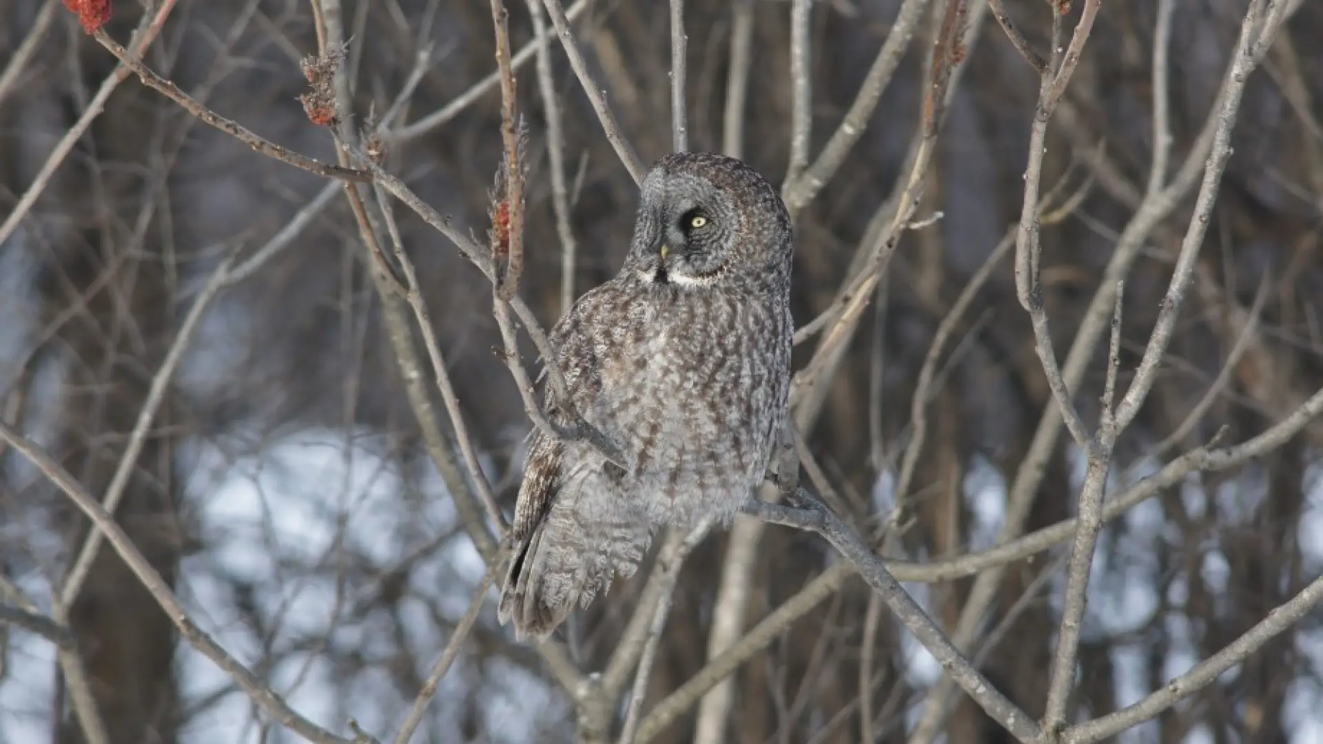 great gray owl quebec