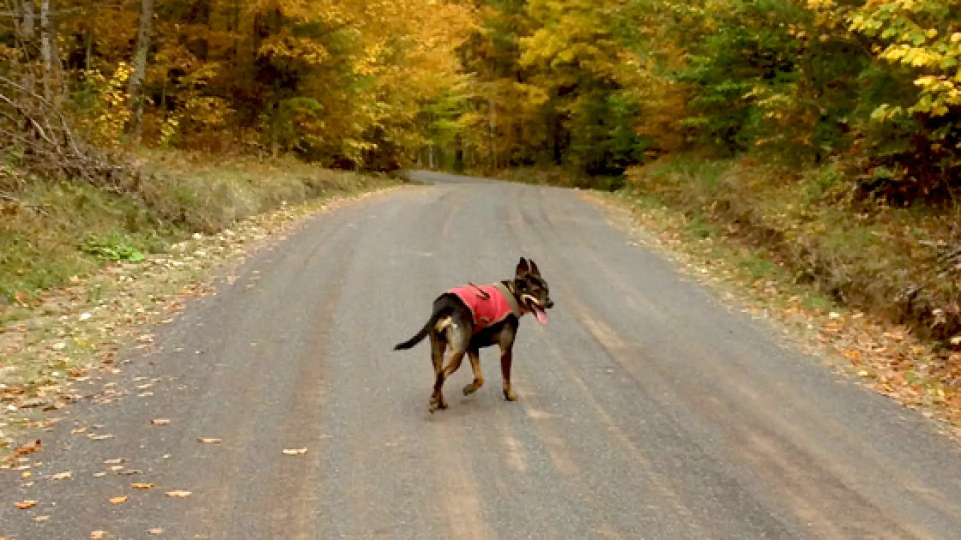 Dog layers