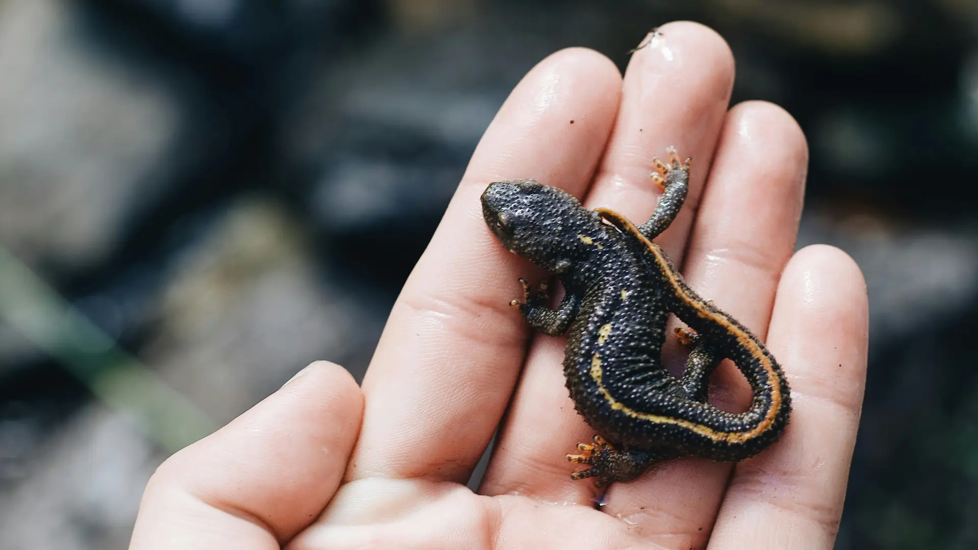 Hand holds small grey and yellow salamander