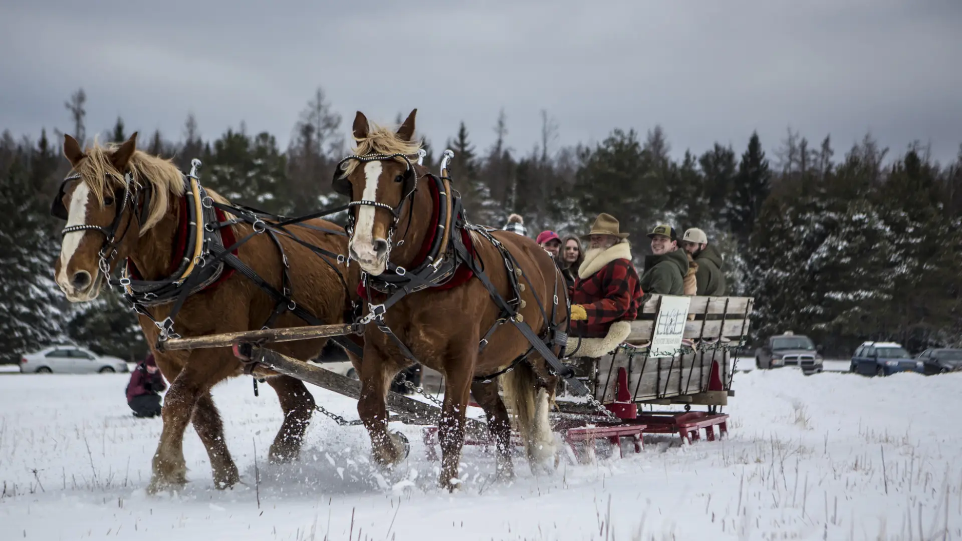 Two draft horses pull a sleigh. 