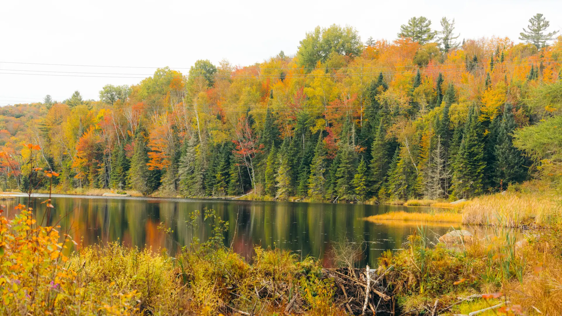 Bloomingdale Bog in the fall with the changing leaves