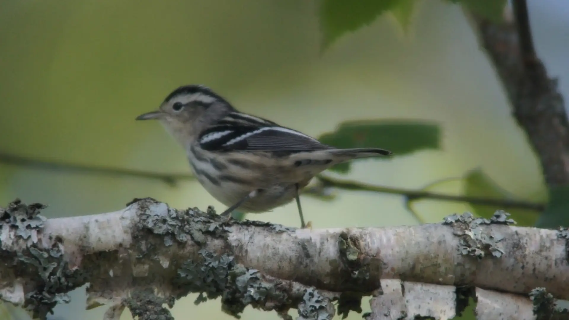 Black and white warbler